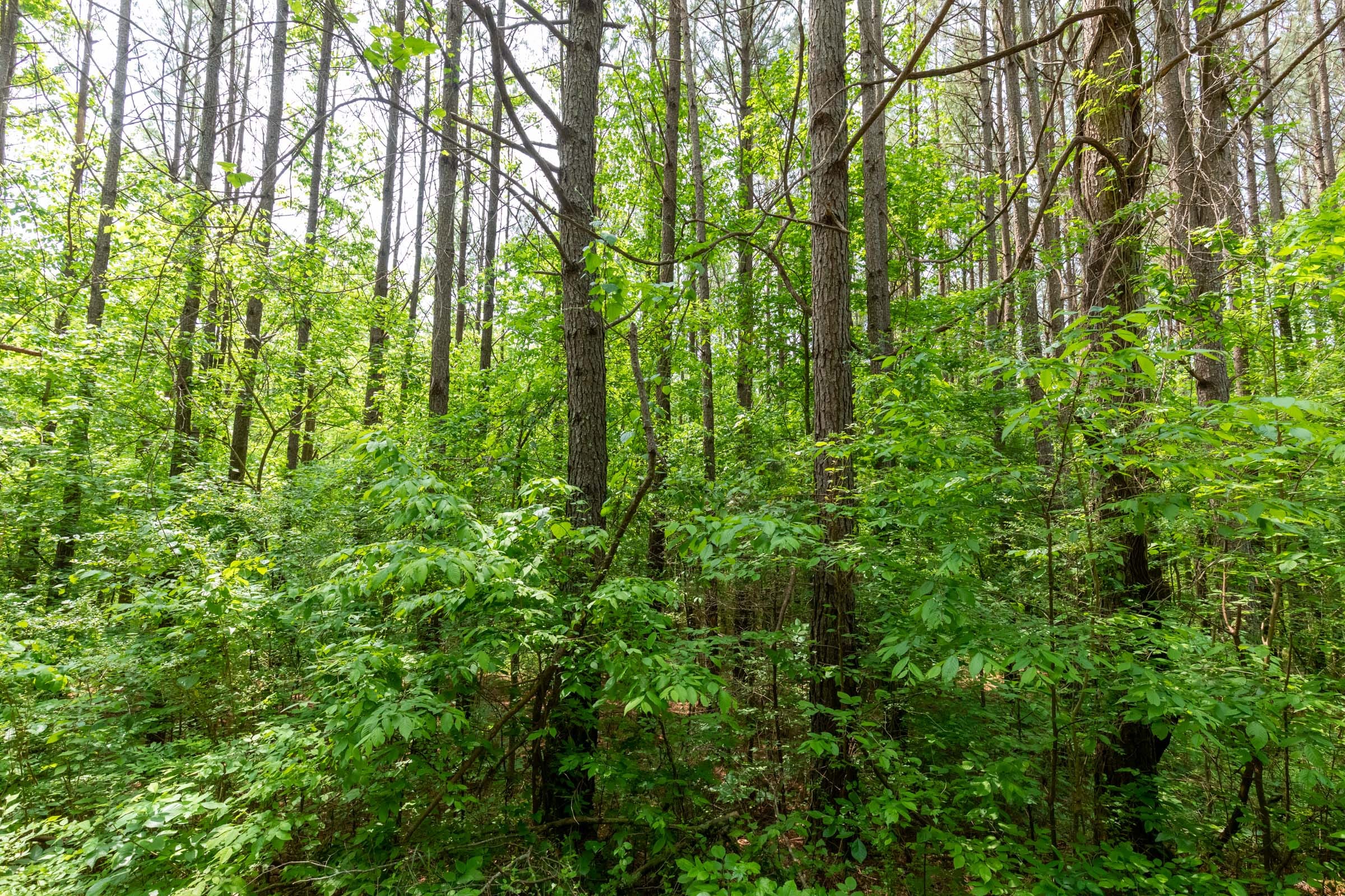 Cedar Creek Tract 41 photo 3