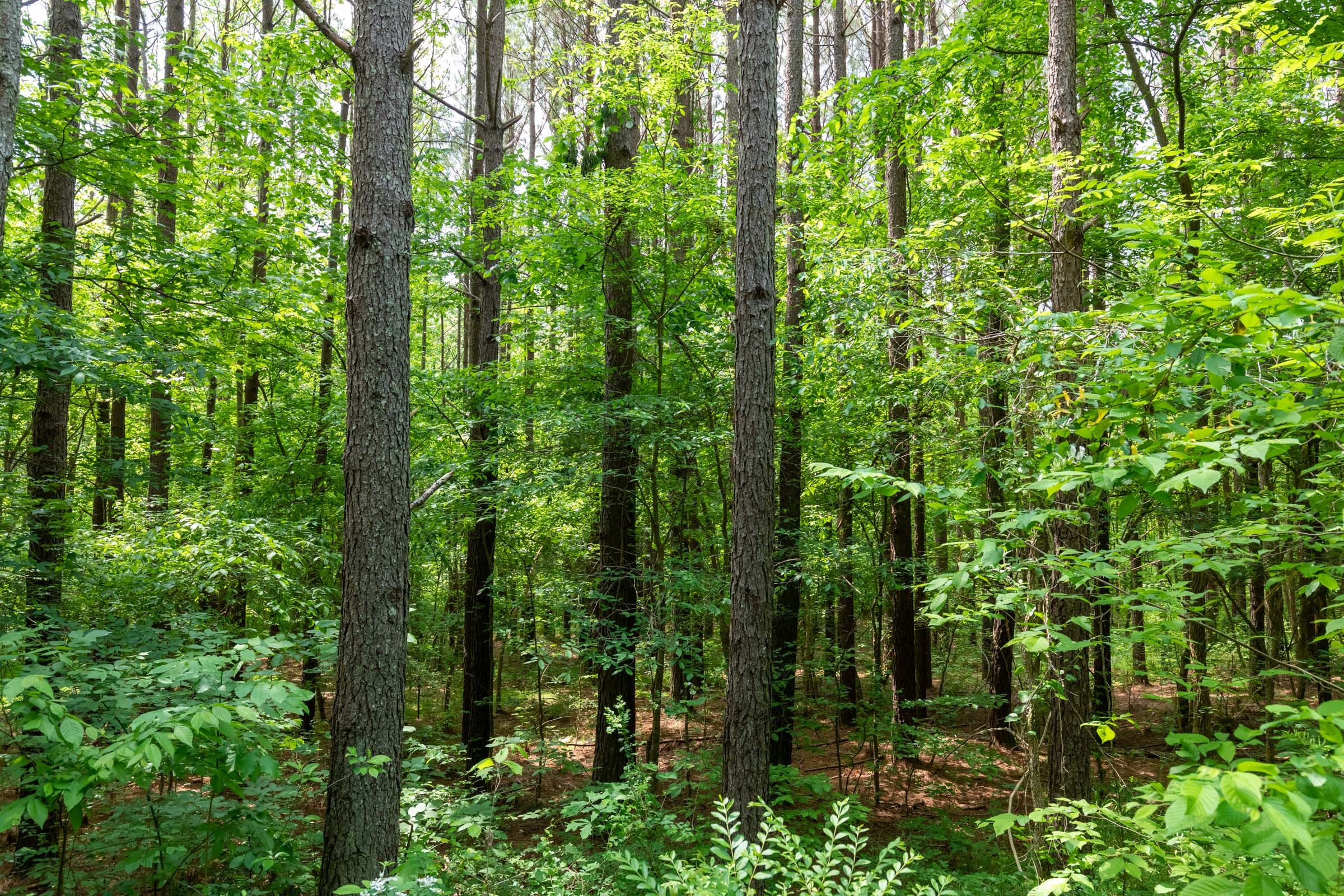 Cedar Creek Tract 41 photo 4