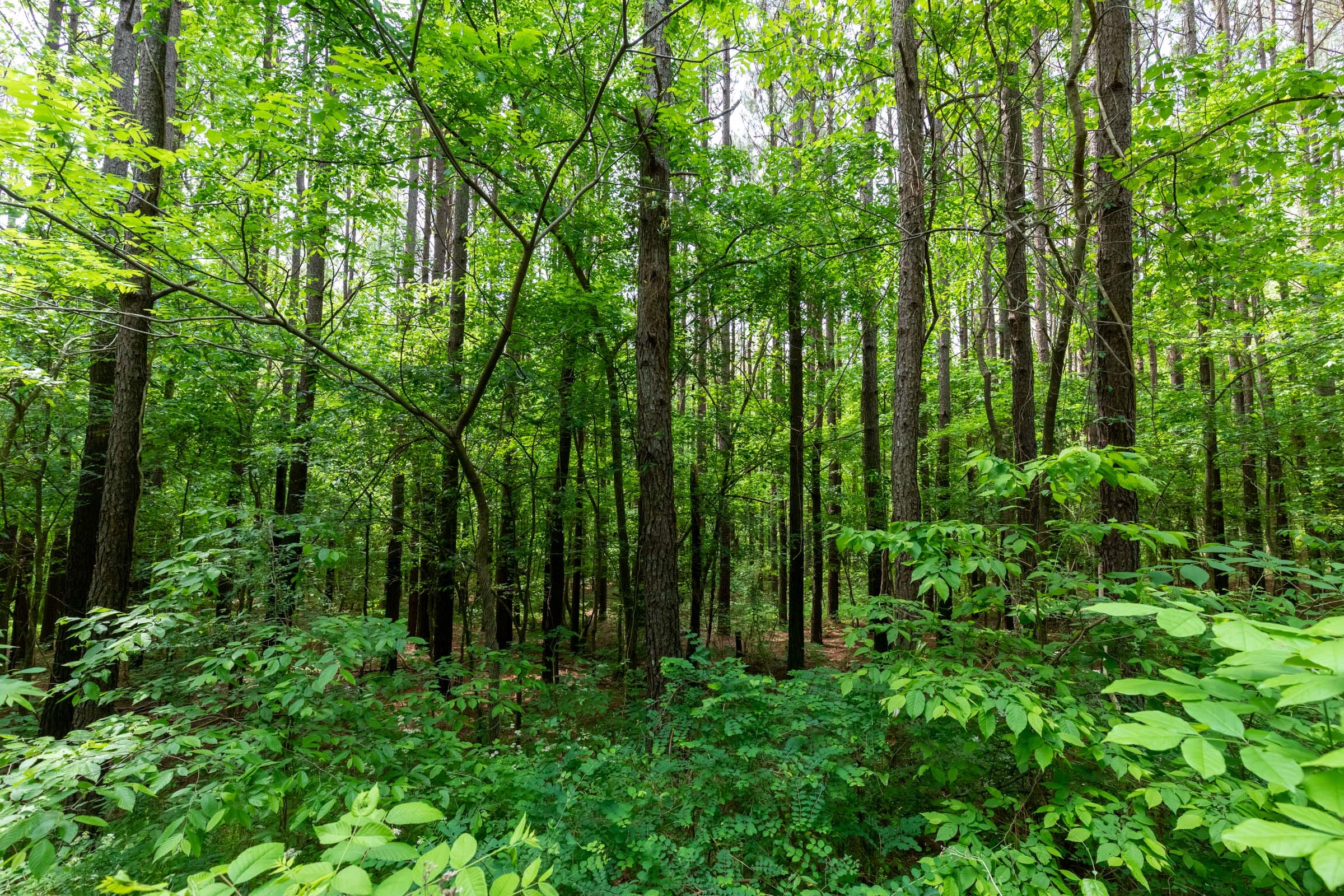 Cedar Creek Tract 41 photo 5