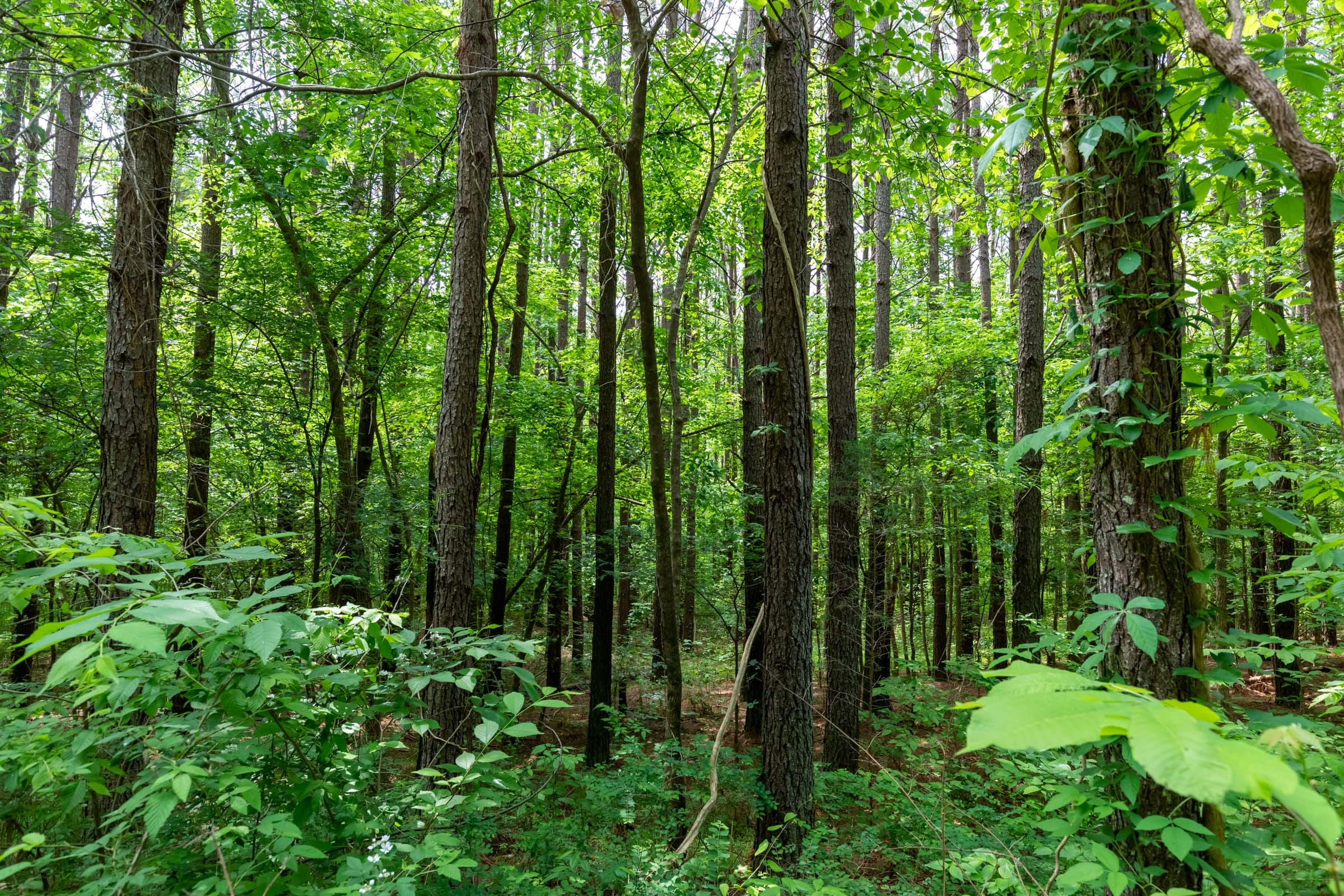 Cedar Creek Tract 41 photo 7