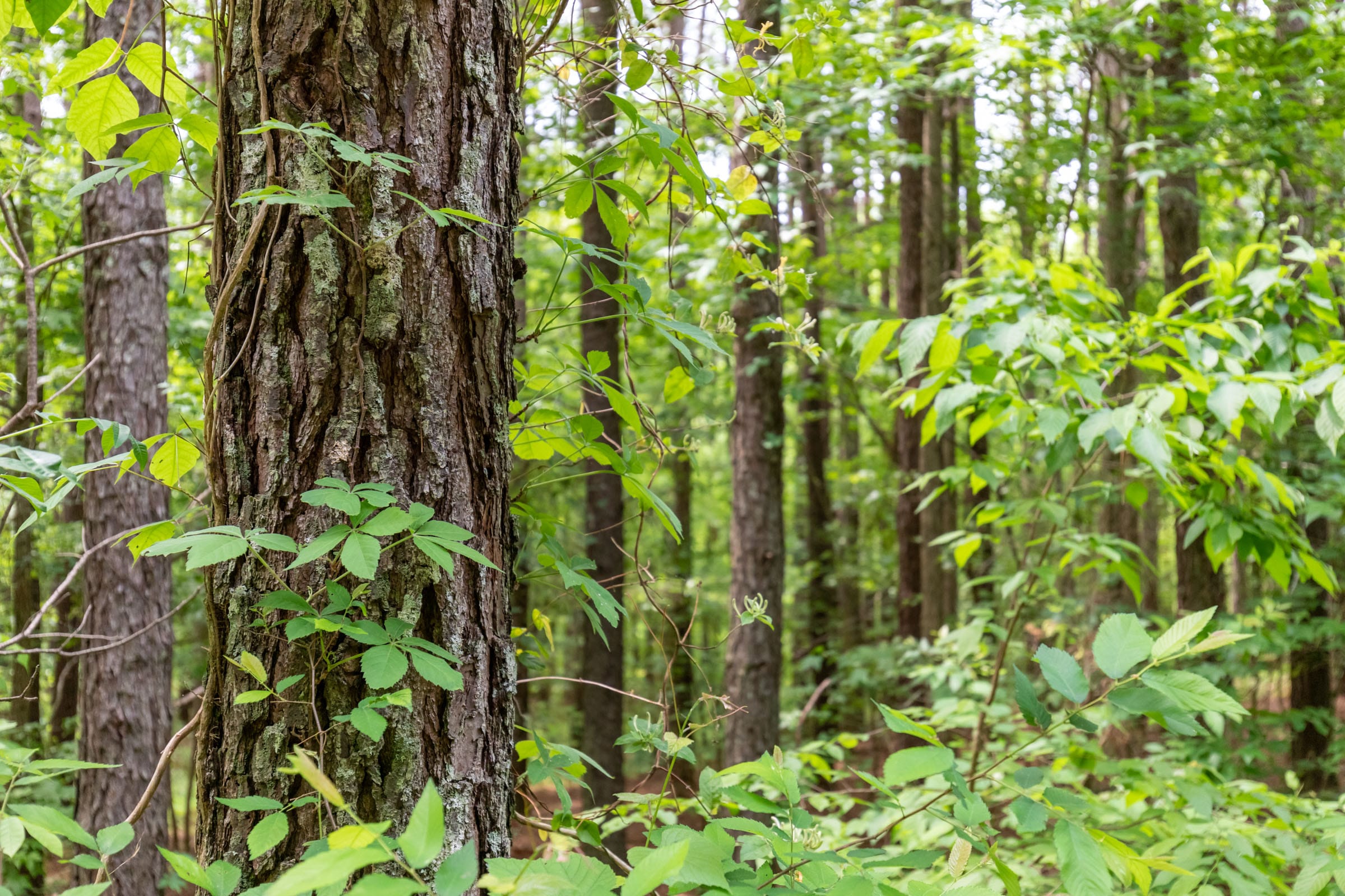 Cedar Creek Tract 41 photo 8
