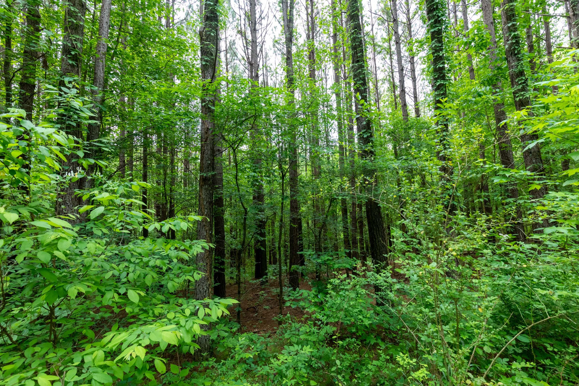 Cedar Creek Tract 41 photo 9