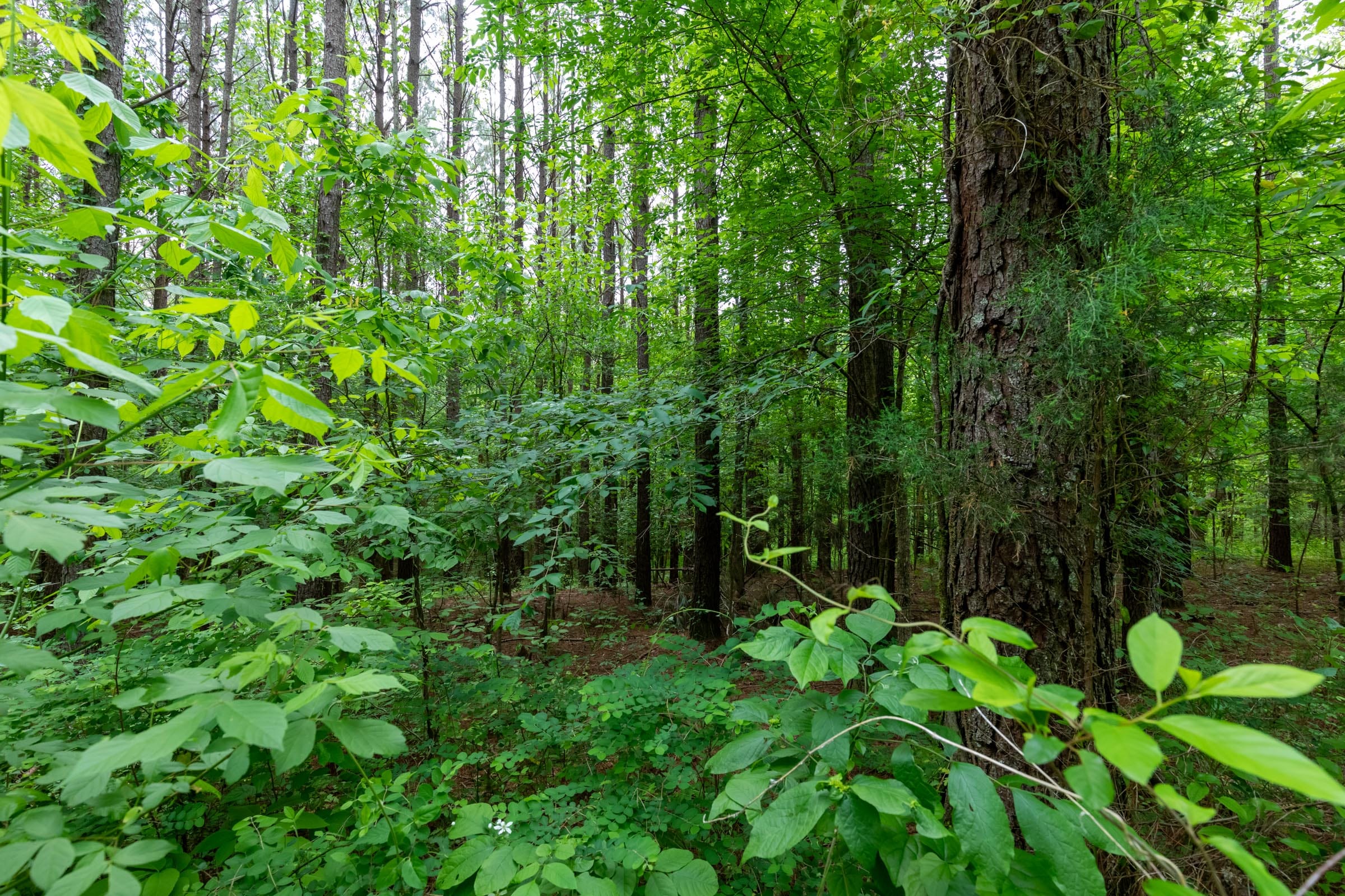 Cedar Creek Tract 41 photo 10