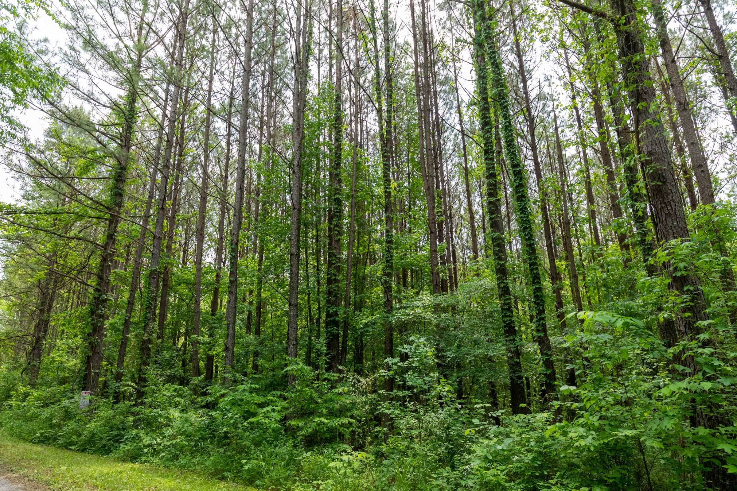 Cedar Creek Tract 41 photo 12