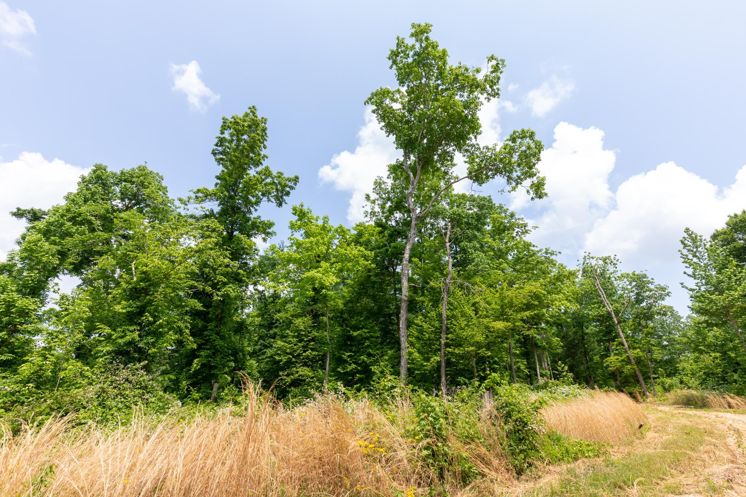 Cedar Creek Tract 41 photo 13