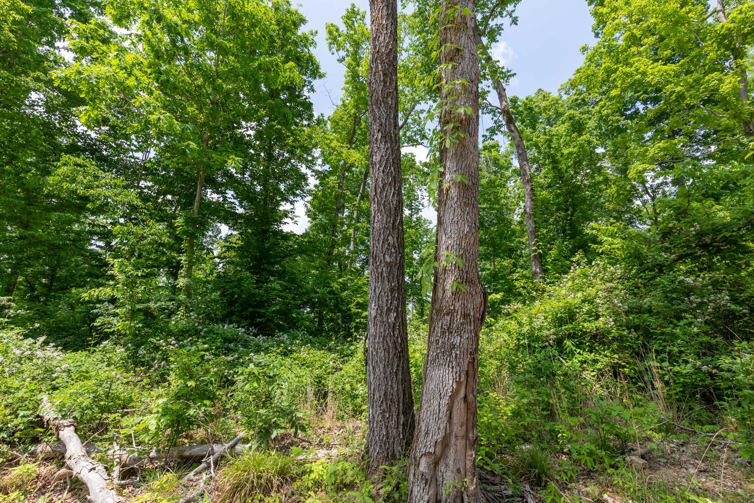 Cedar Creek Tract 41 photo 14