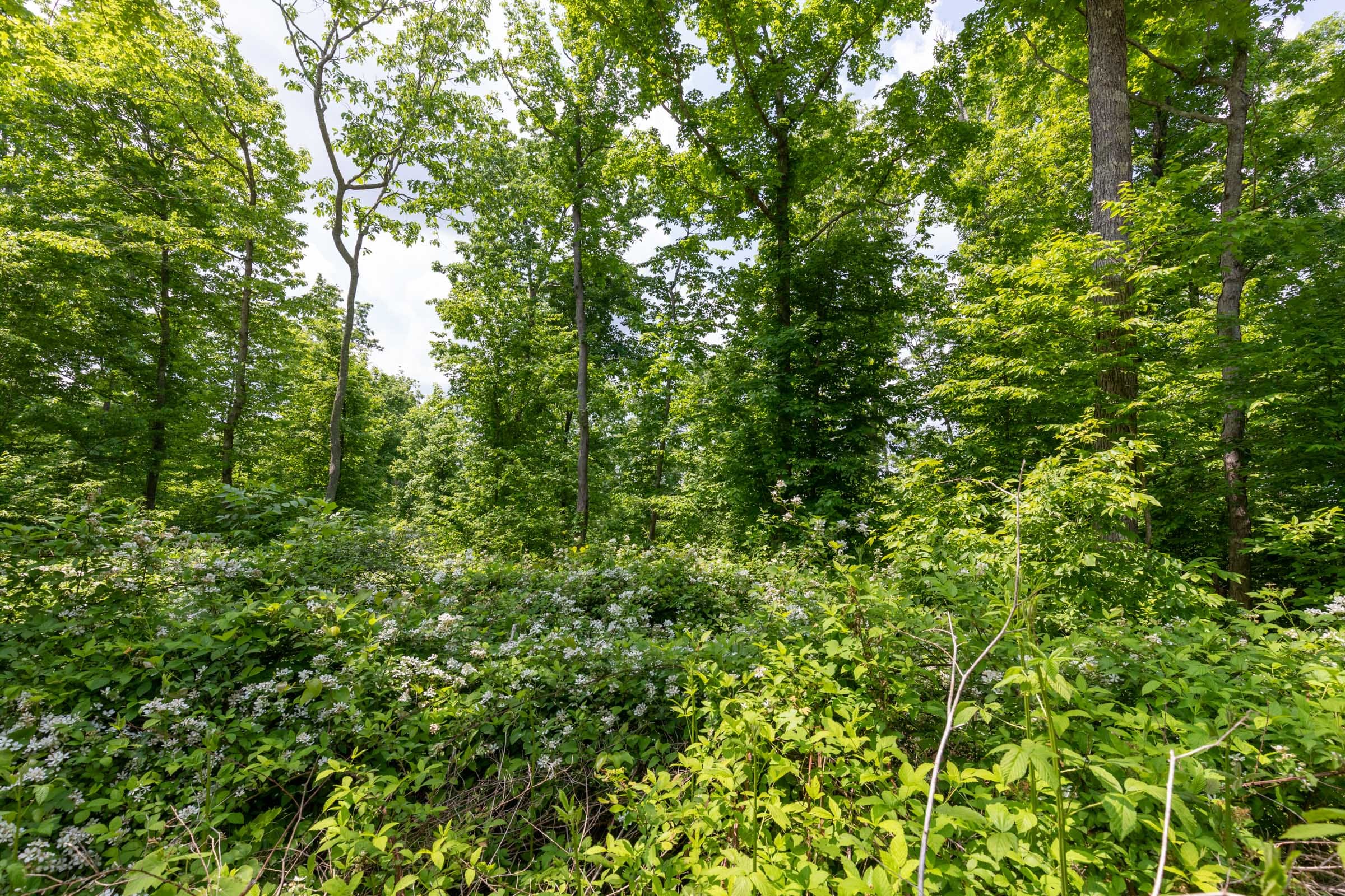 Cedar Creek Tract 41 photo 15