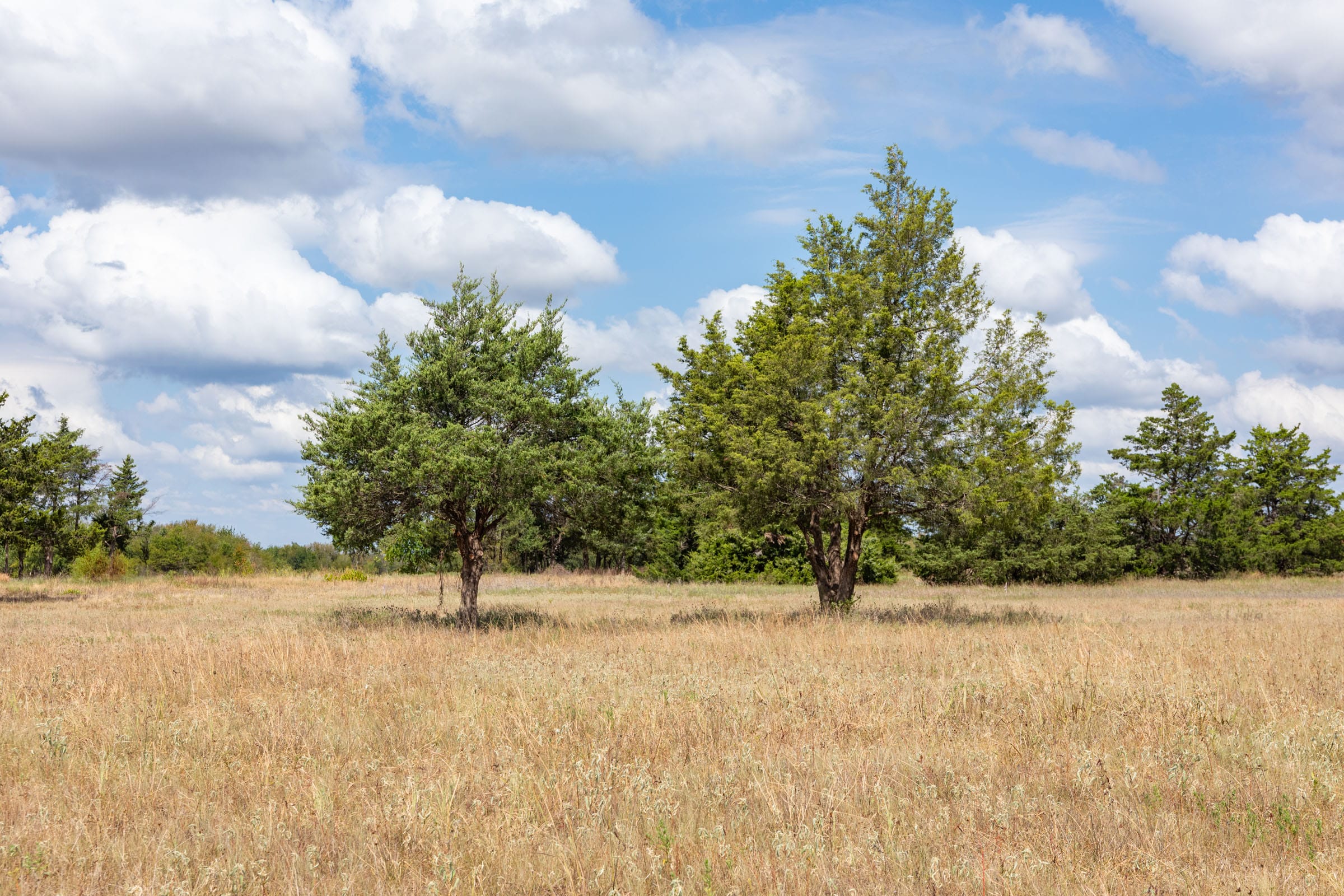 Wildflower Reserve Tract 5 photo 1
