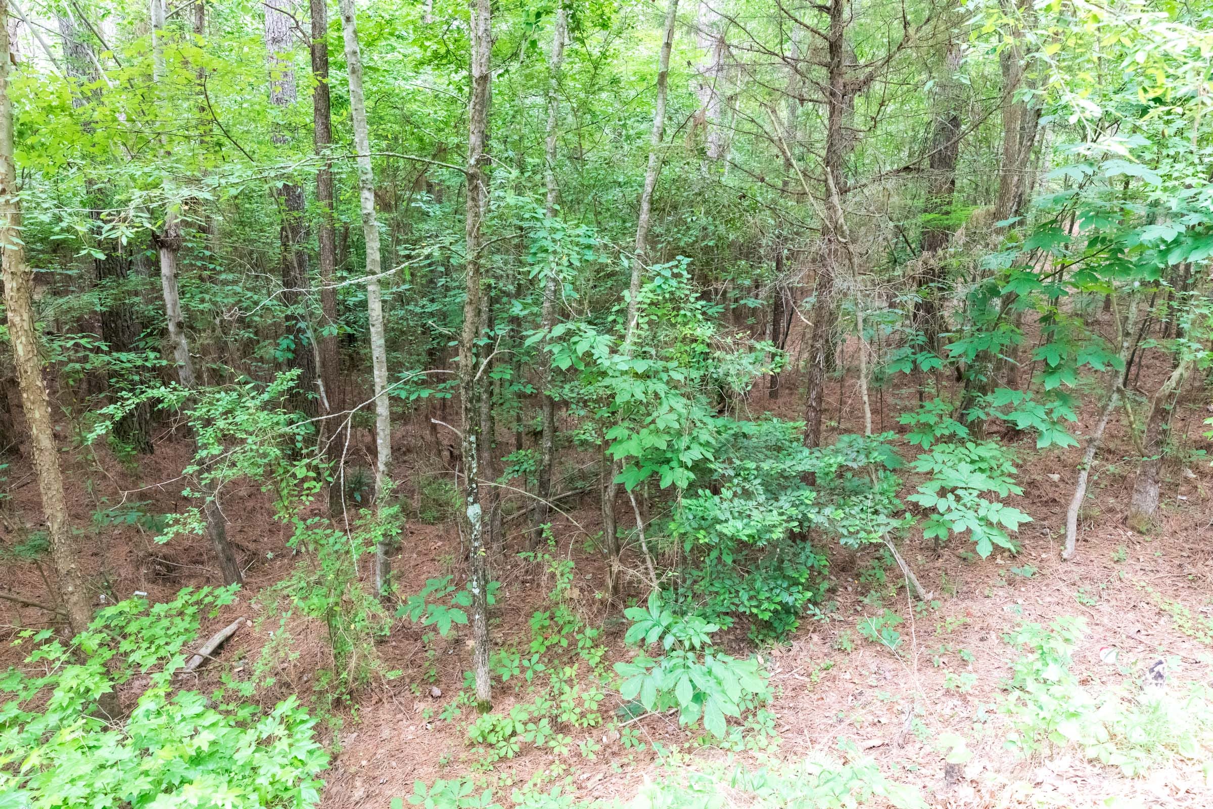 Whiskey Ridge Tract 39 photo 4