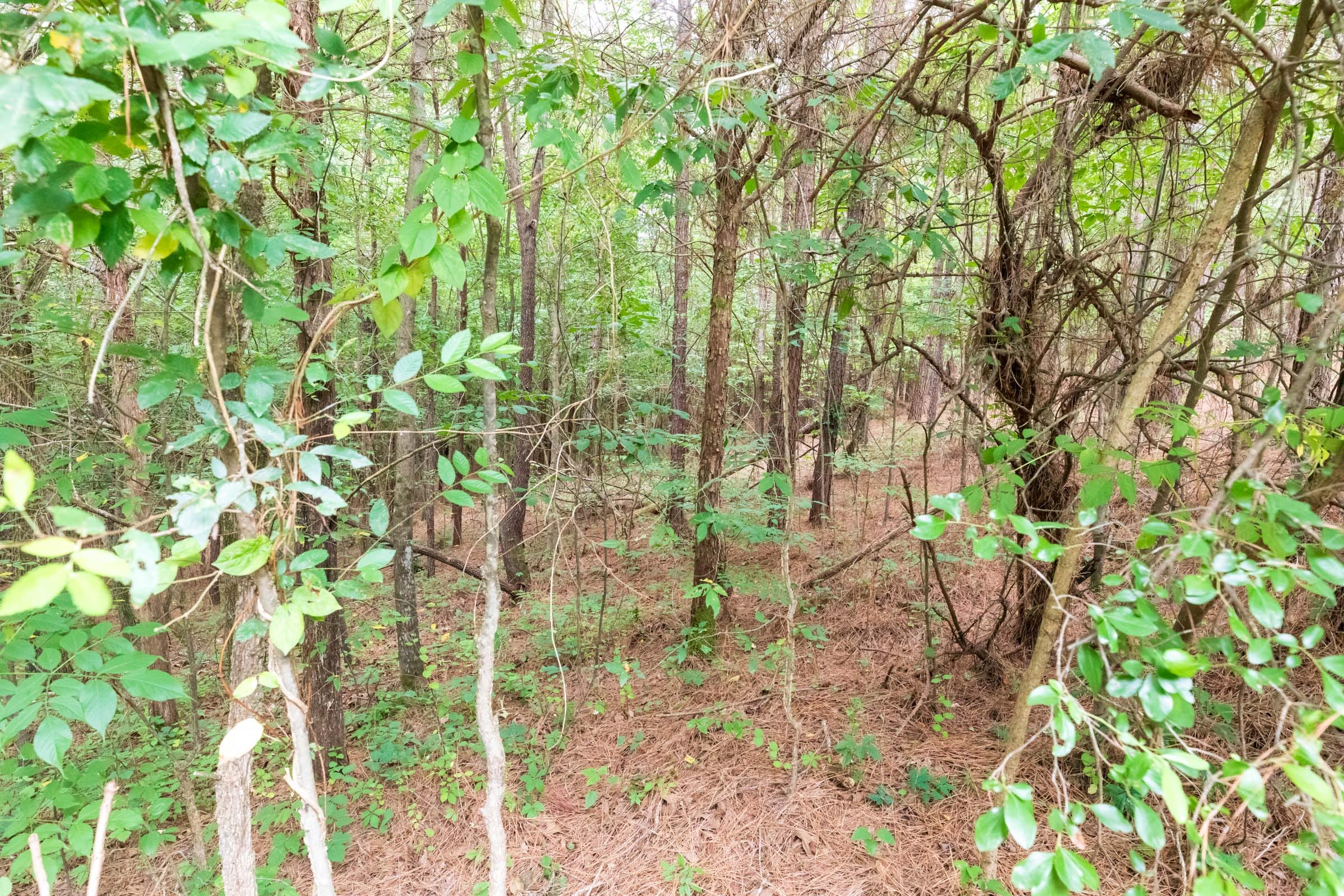 Whiskey Ridge Tract 39 photo 5
