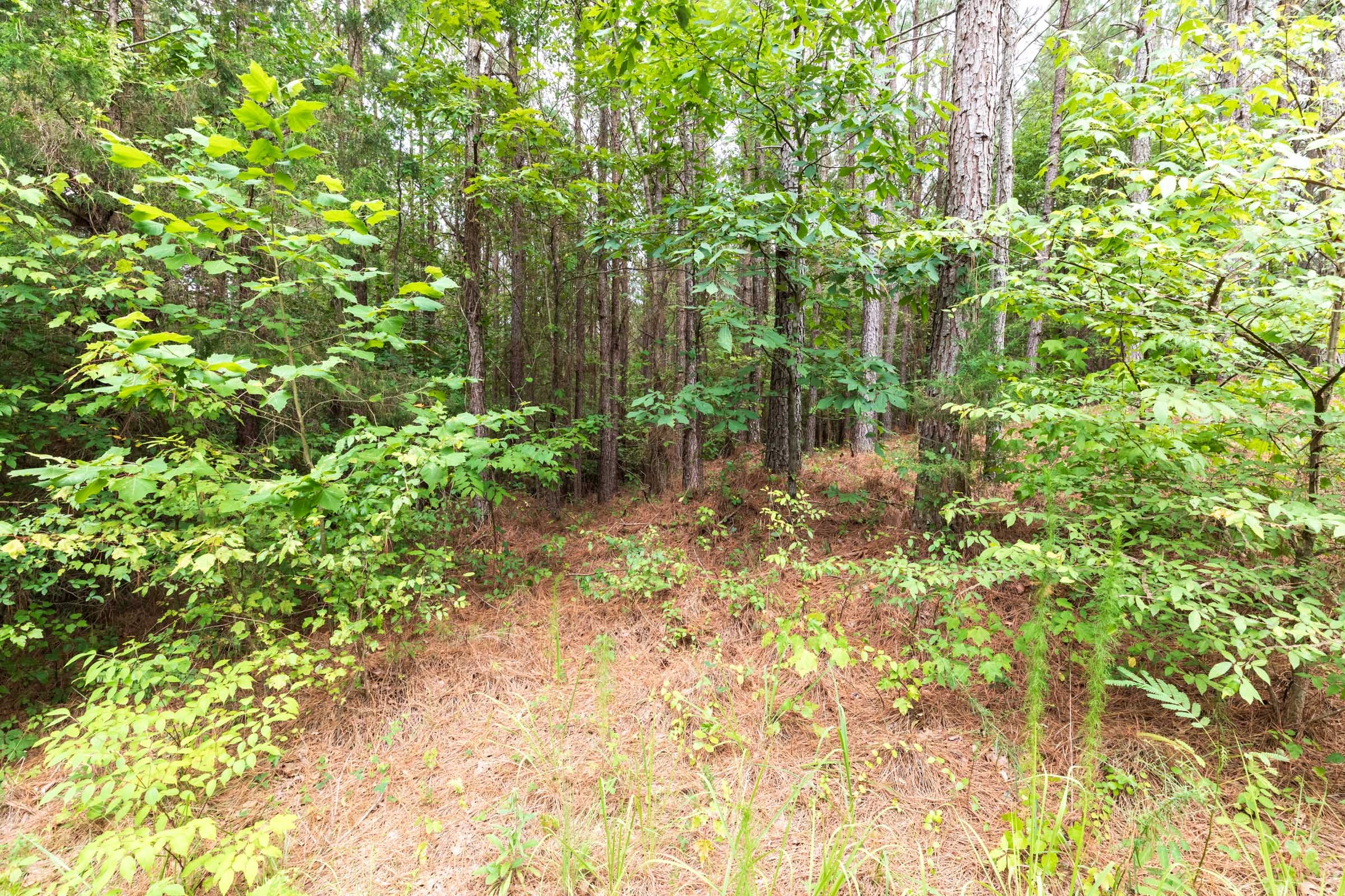 Whiskey Ridge Tract 39 photo 7