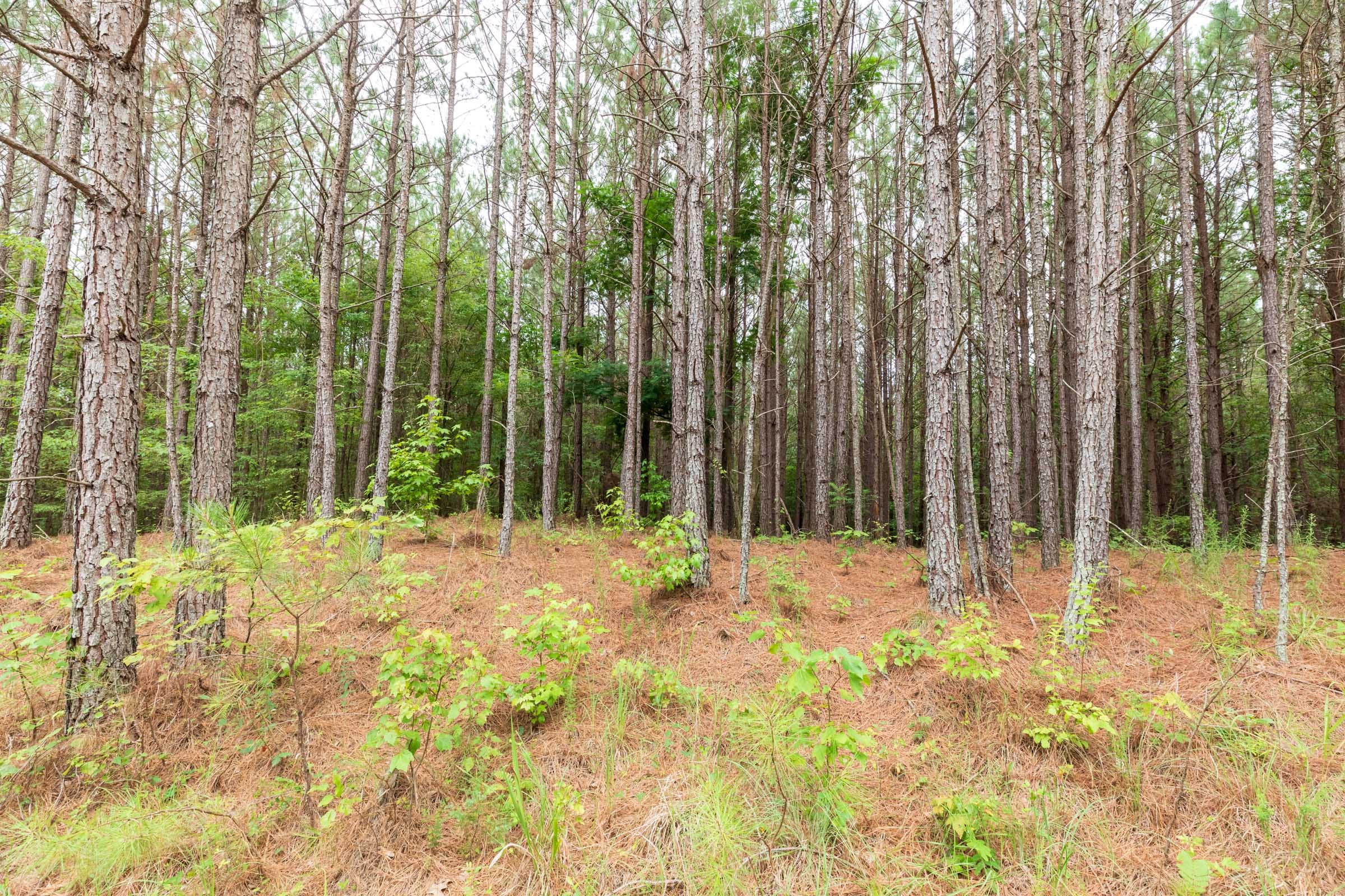 Whiskey Ridge Tract 39 photo 8