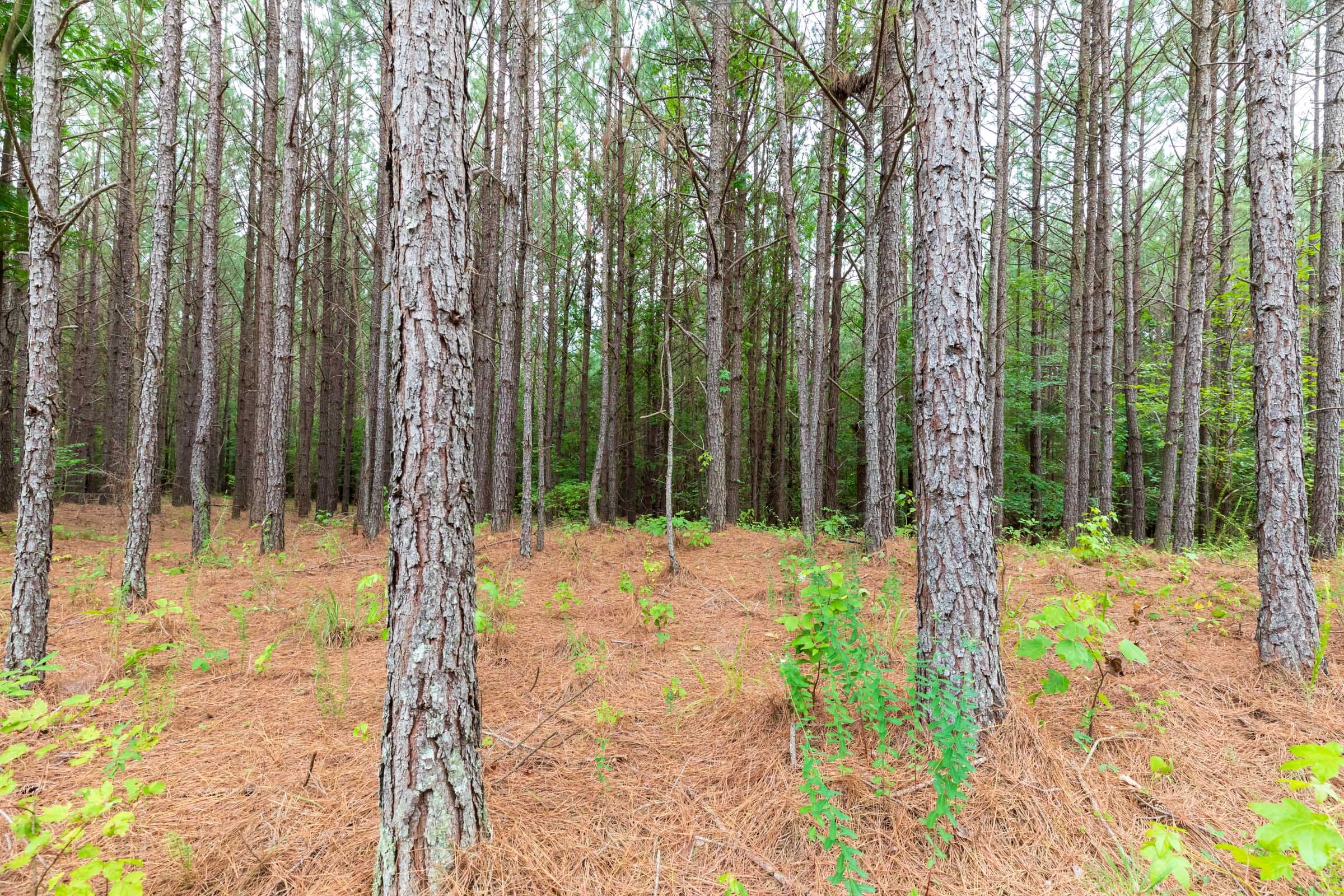 Whiskey Ridge Tract 39 photo 1
