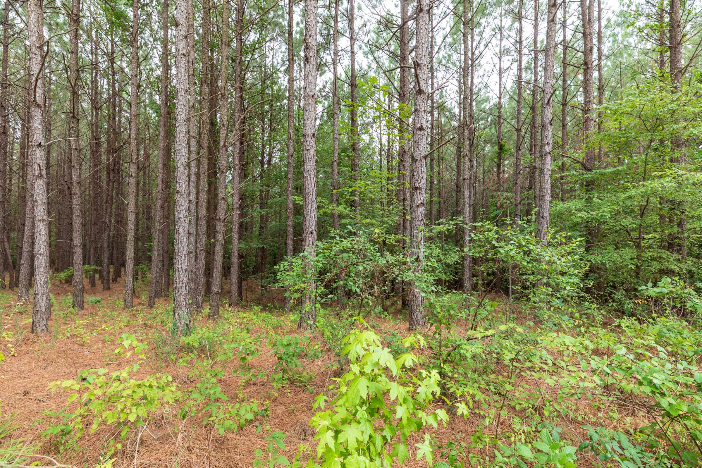 Whiskey Ridge Tract 39 photo 10