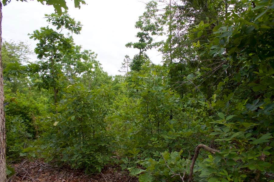 Thunder Mountain Ranch Tract 28 photo 8