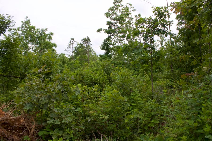 Thunder Mountain Ranch Tract 28 photo 9