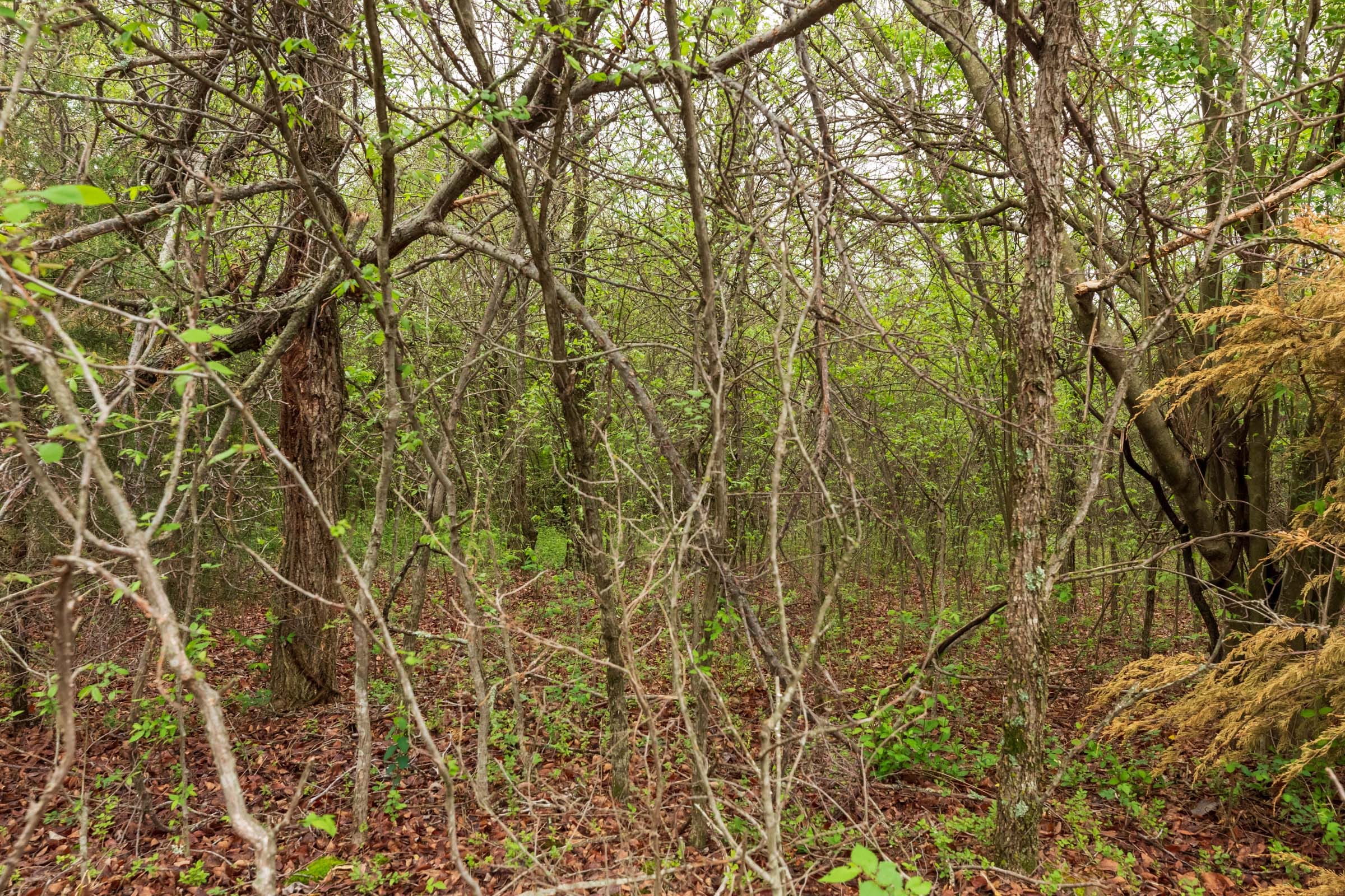 Moonrise Meadows Tract 11 photo 2