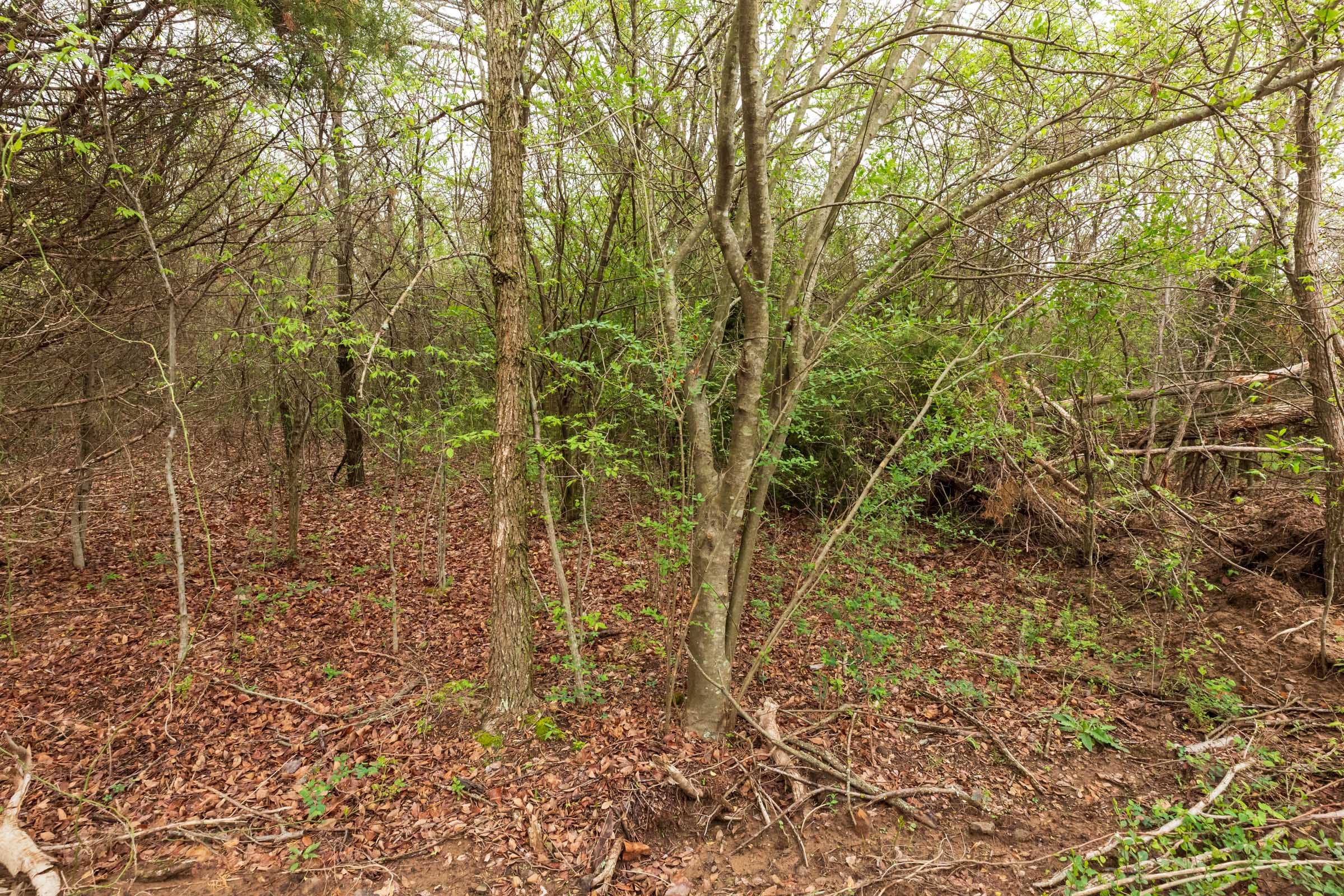 Moonrise Meadows Tract 11 photo 4