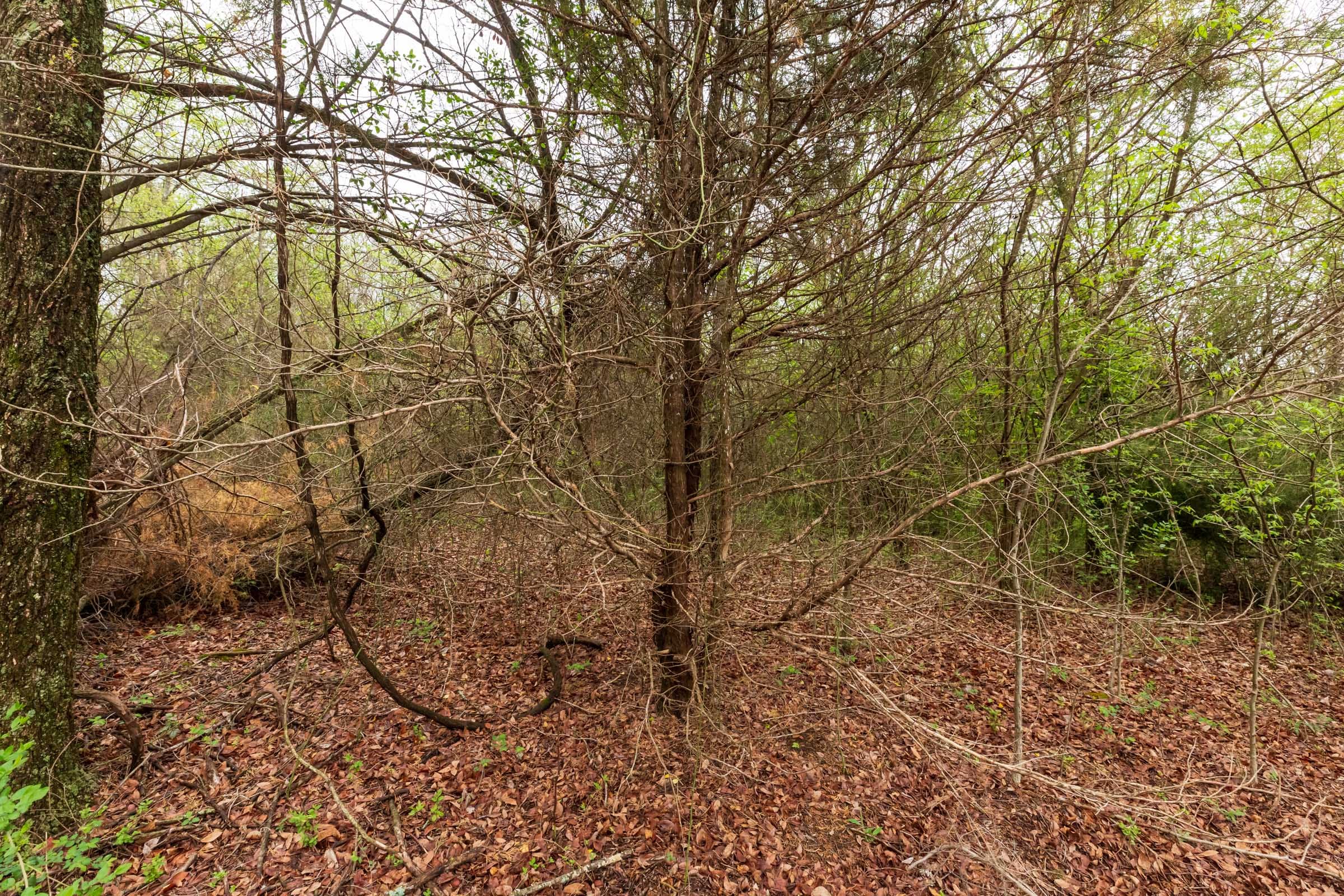 Moonrise Meadows Tract 11 photo 7