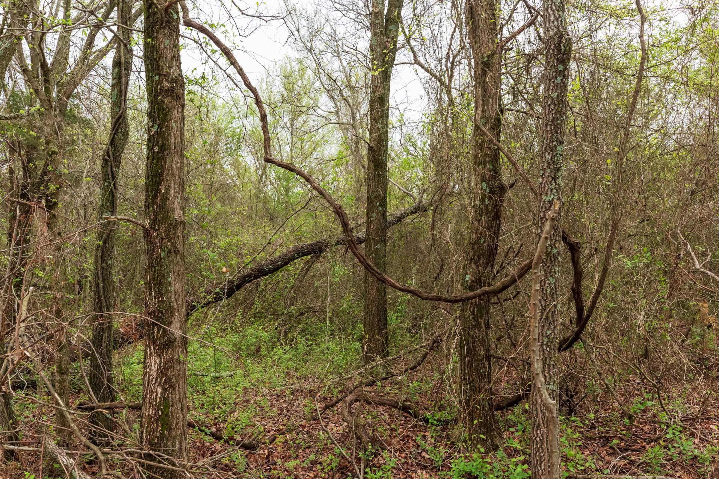 Moonrise Meadows Tract 11 photo 5