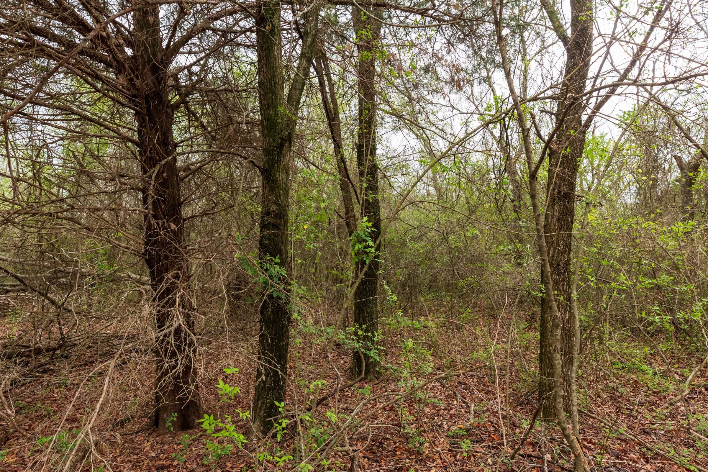 Moonrise Meadows Tract 11 photo 16