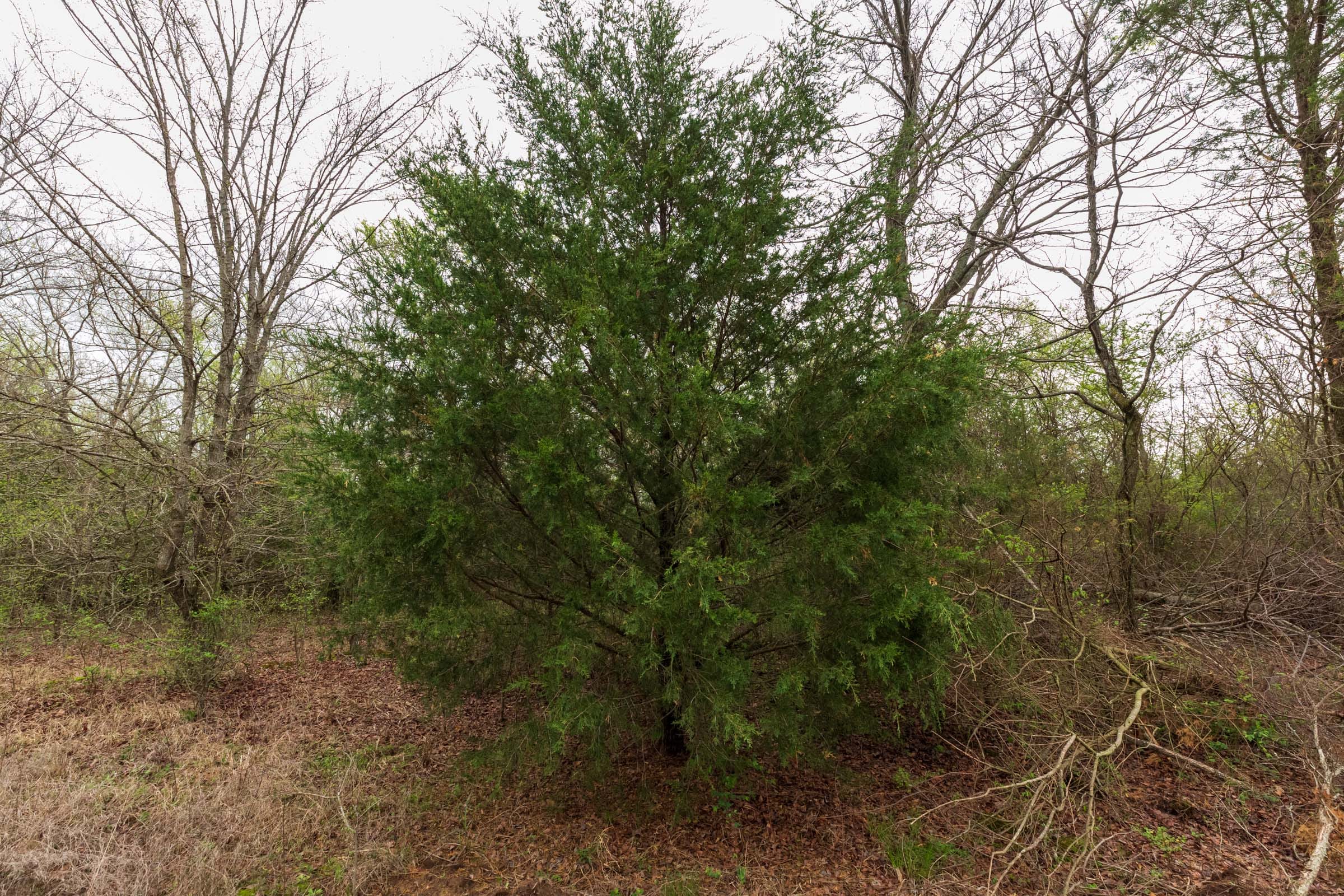 Moonrise Meadows Tract 11 photo 15