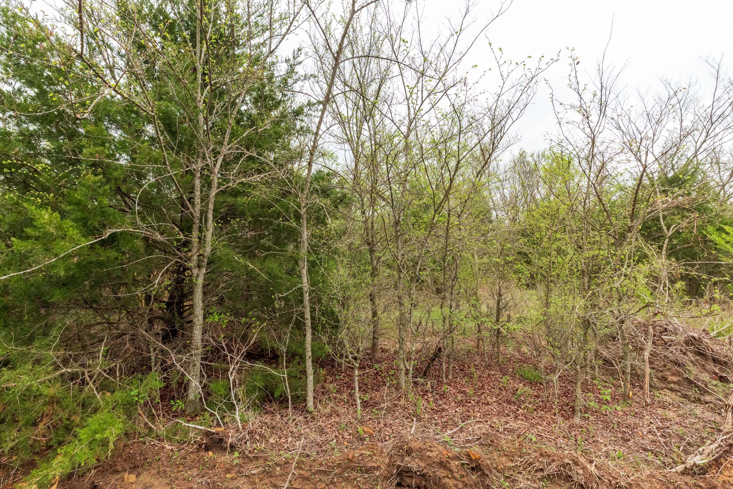 Moonrise Meadows Tract 11 photo 8