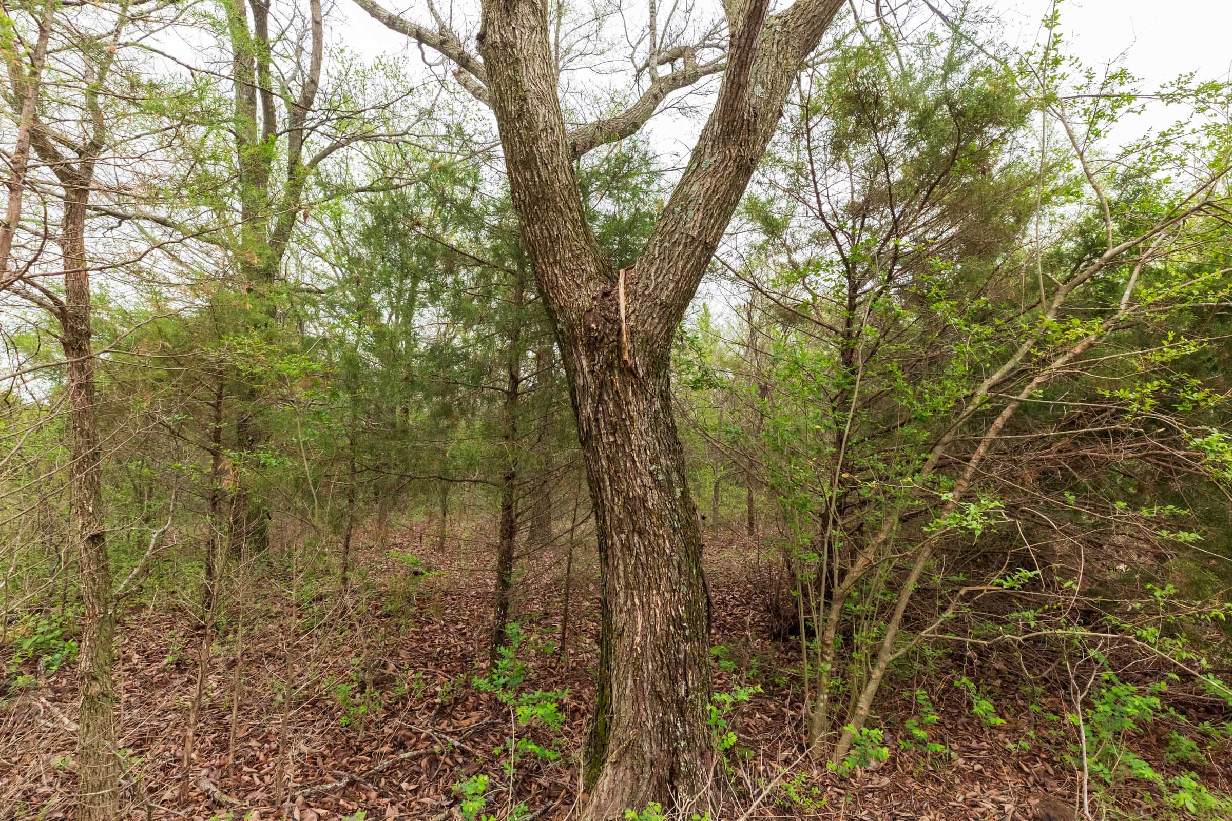 Moonrise Meadows Tract 11 photo 3