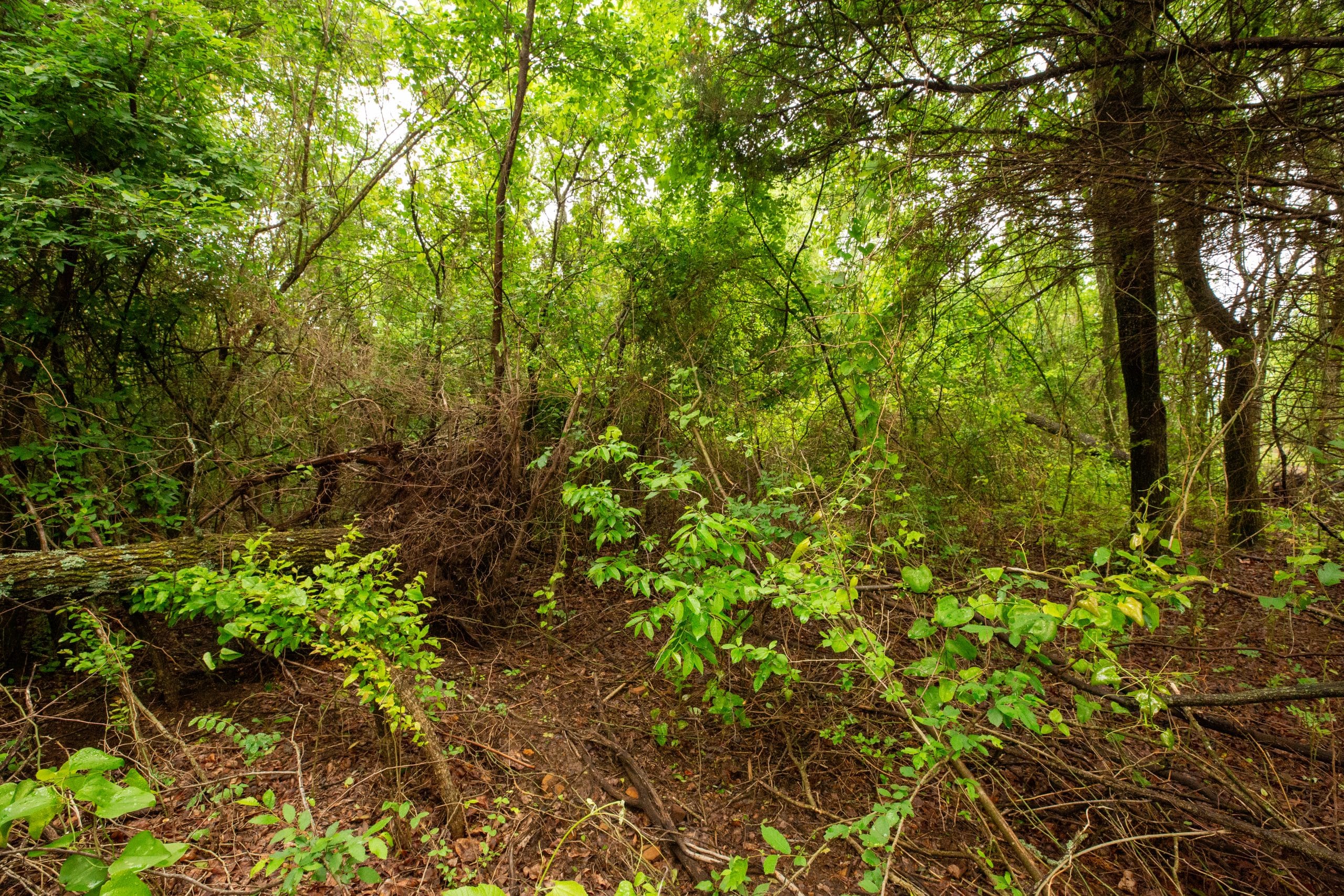 Moonrise Meadows Tract 11 photo 14
