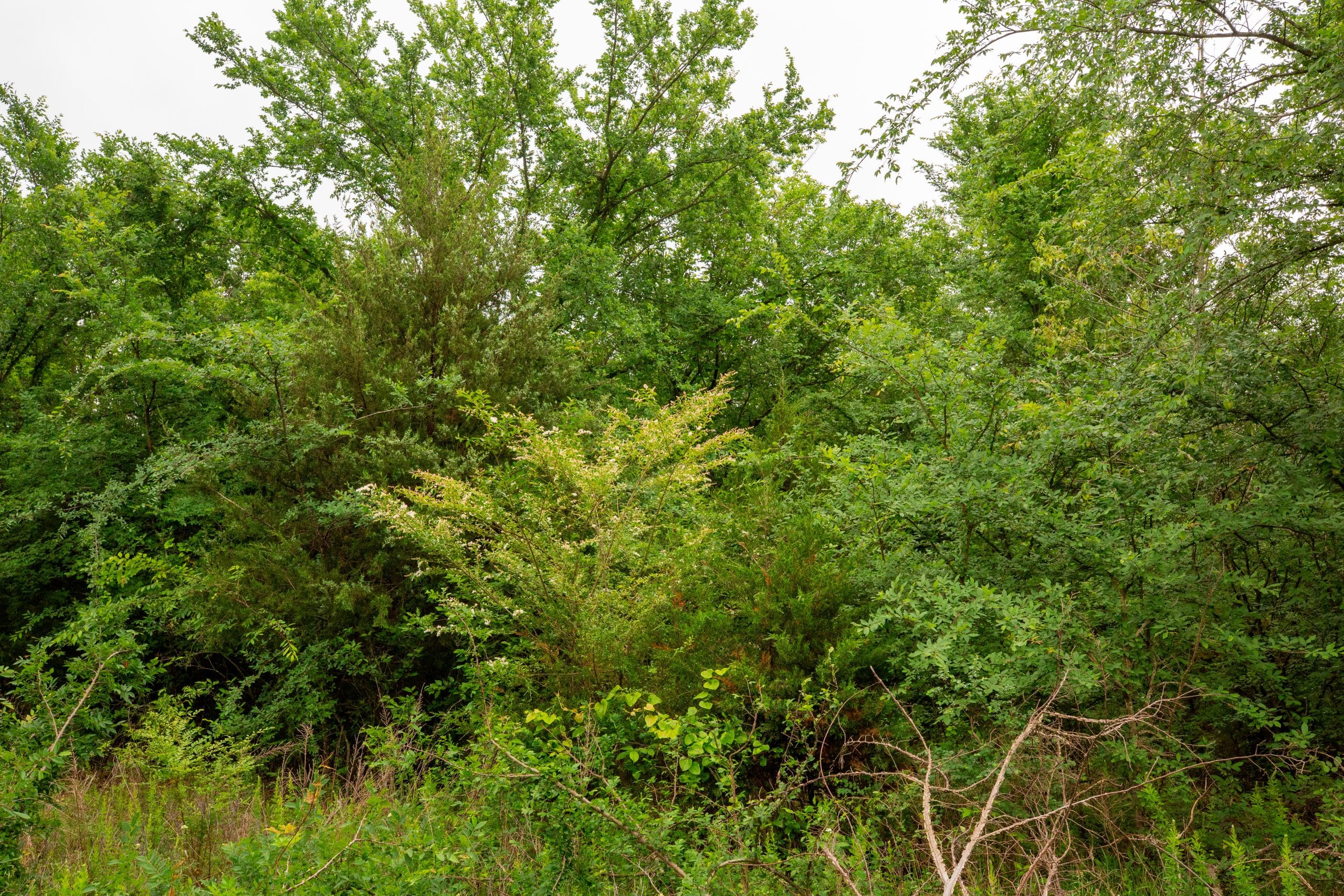 Moonrise Meadows Tract 11 photo 9