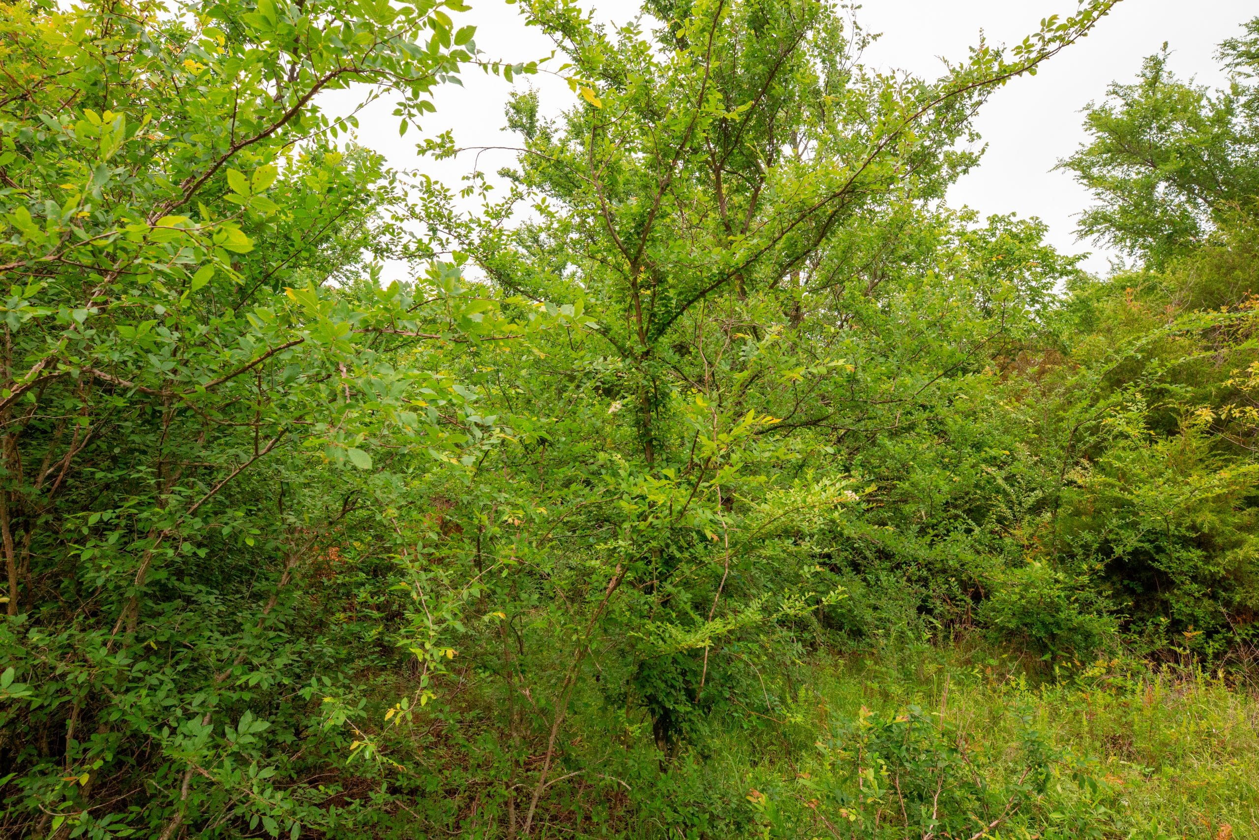 Moonrise Meadows Tract 11 photo 10