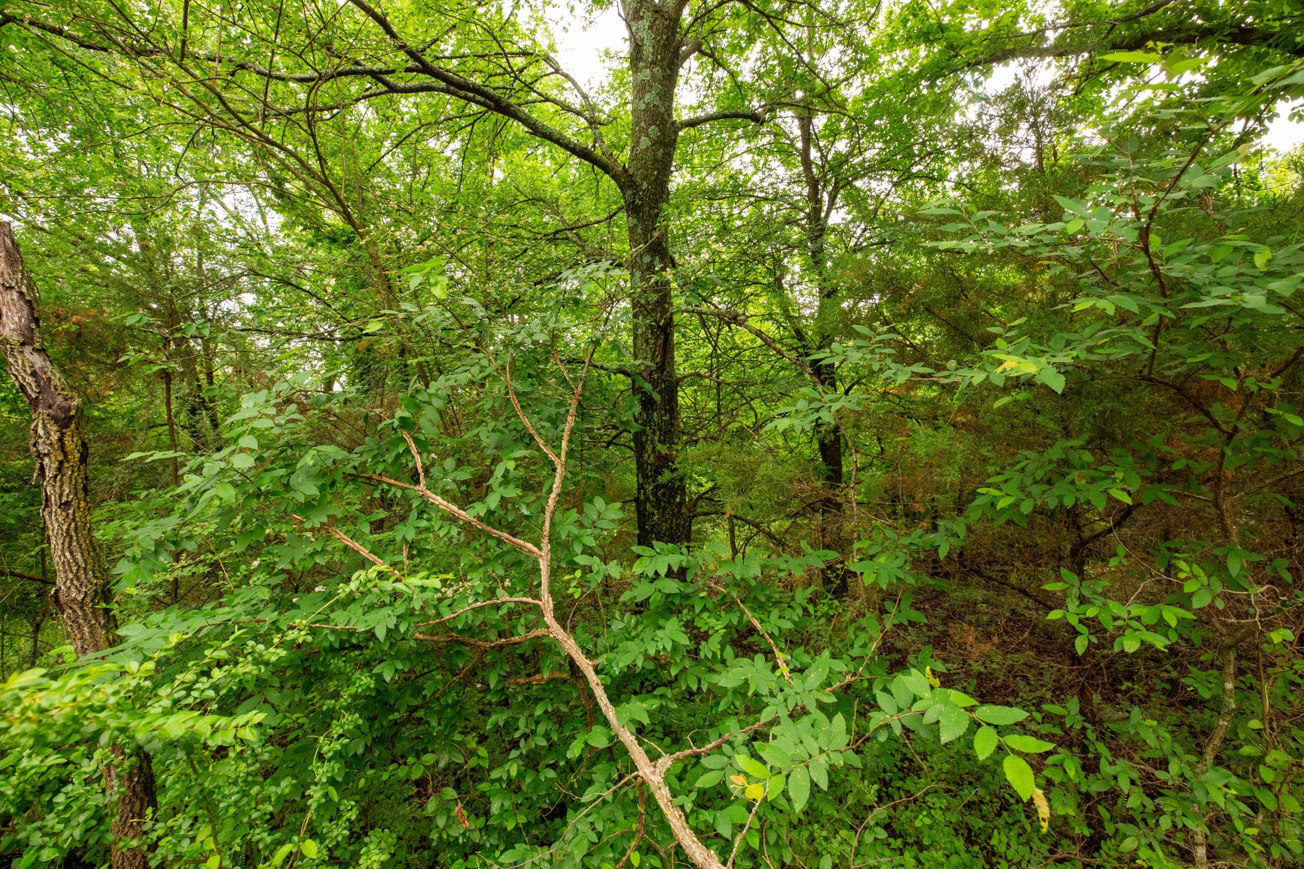 Moonrise Meadows Tract 11 photo 17