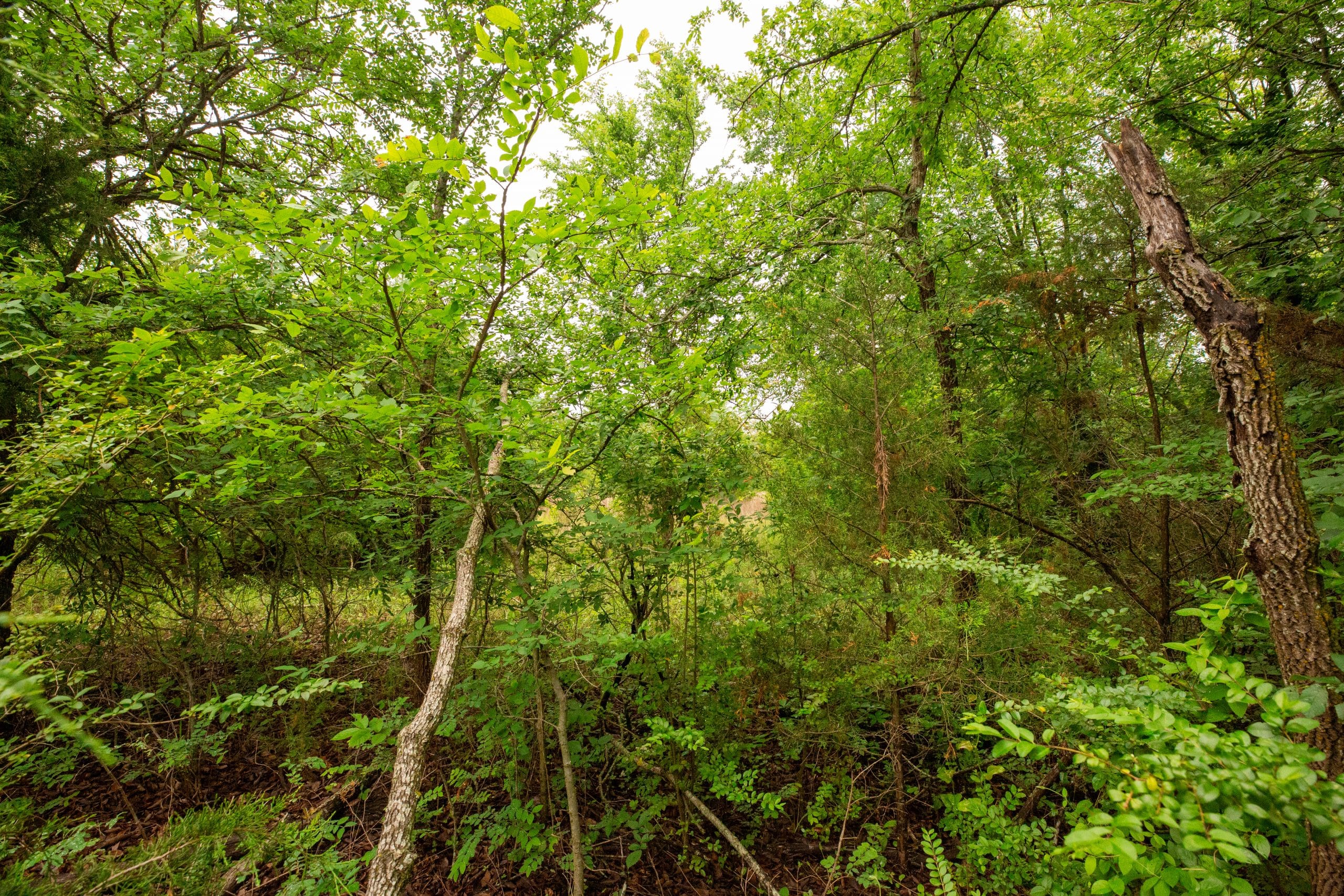 Moonrise Meadows Tract 11 photo 6