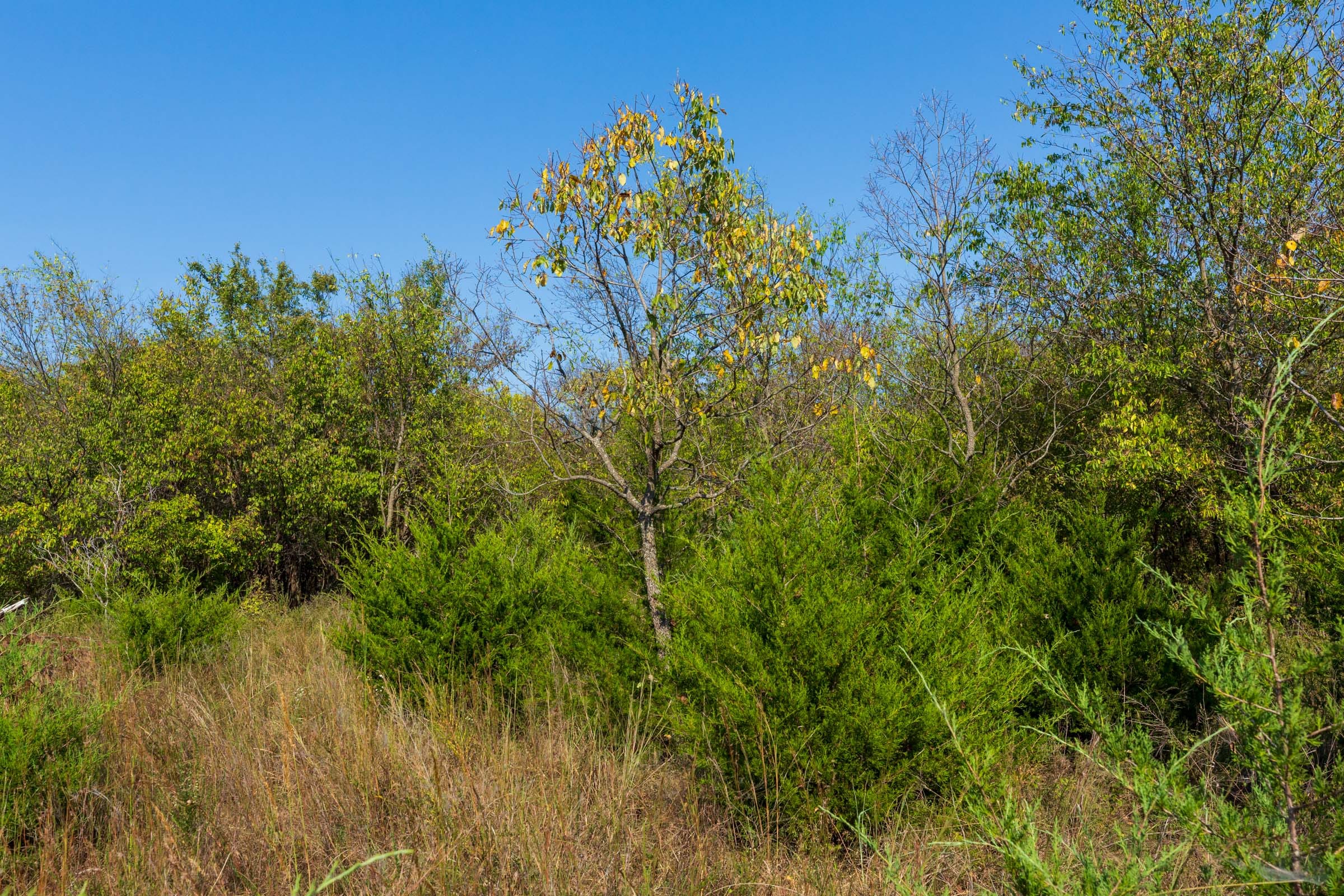 Canyon Creek Tract 20 photo 9