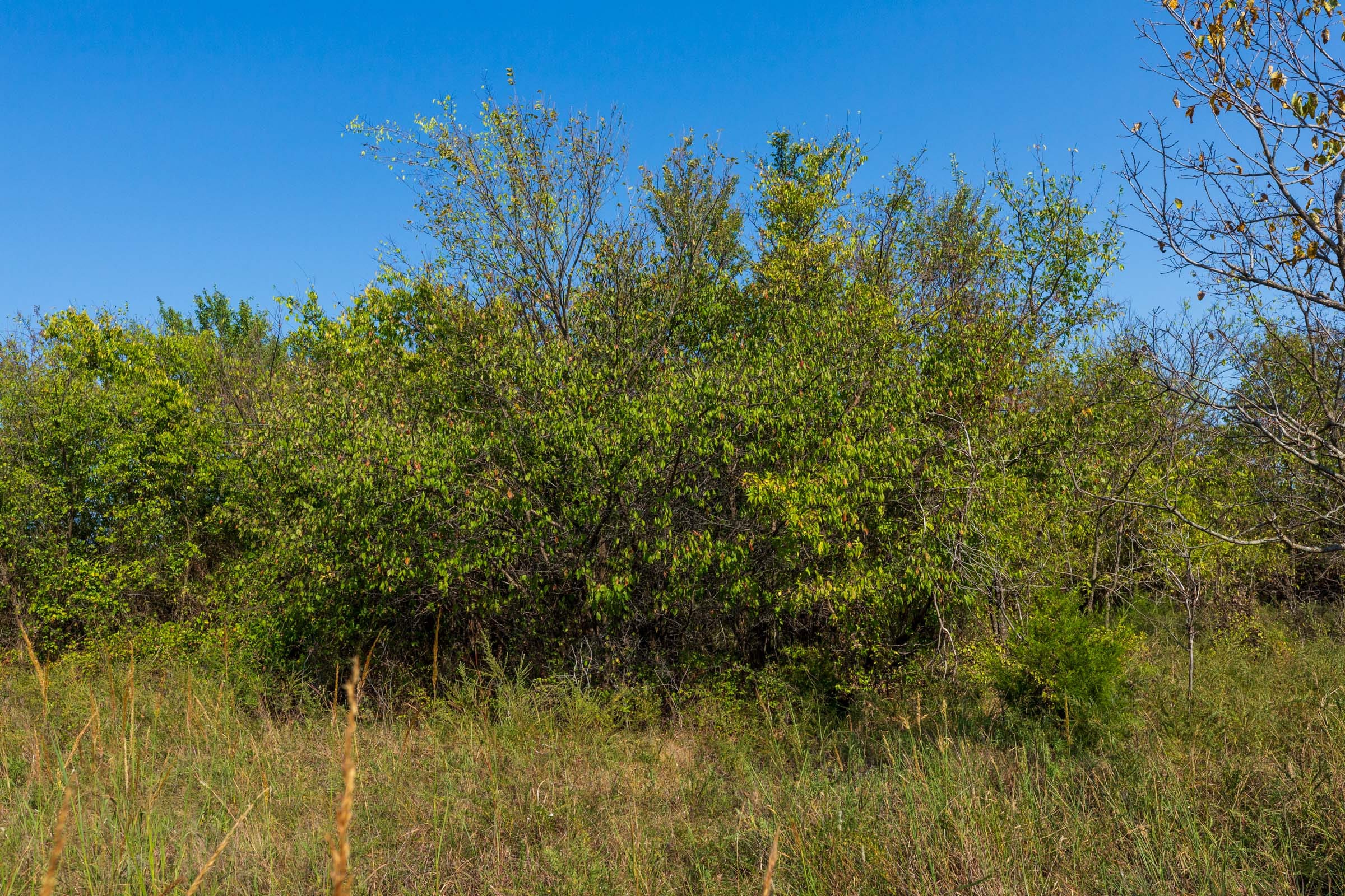 Canyon Creek Tract 20 photo 5