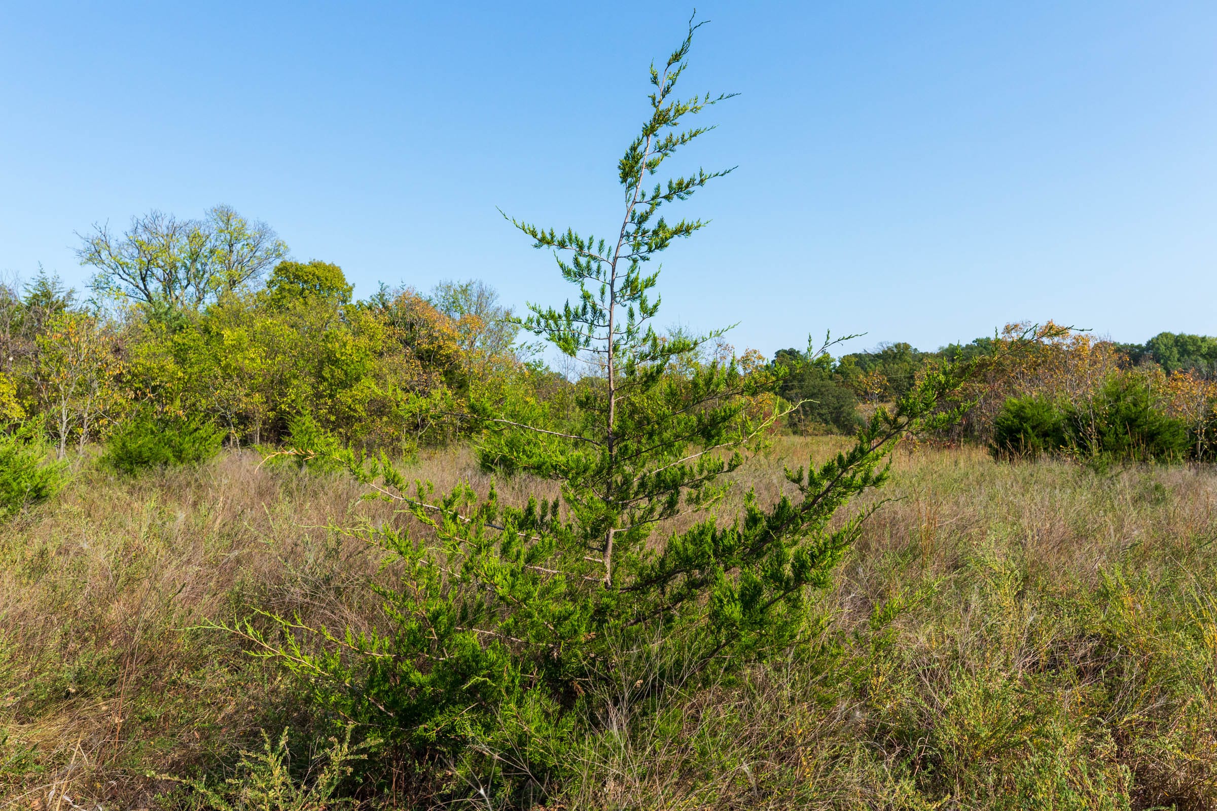 Canyon Creek Tract 20 photo 7