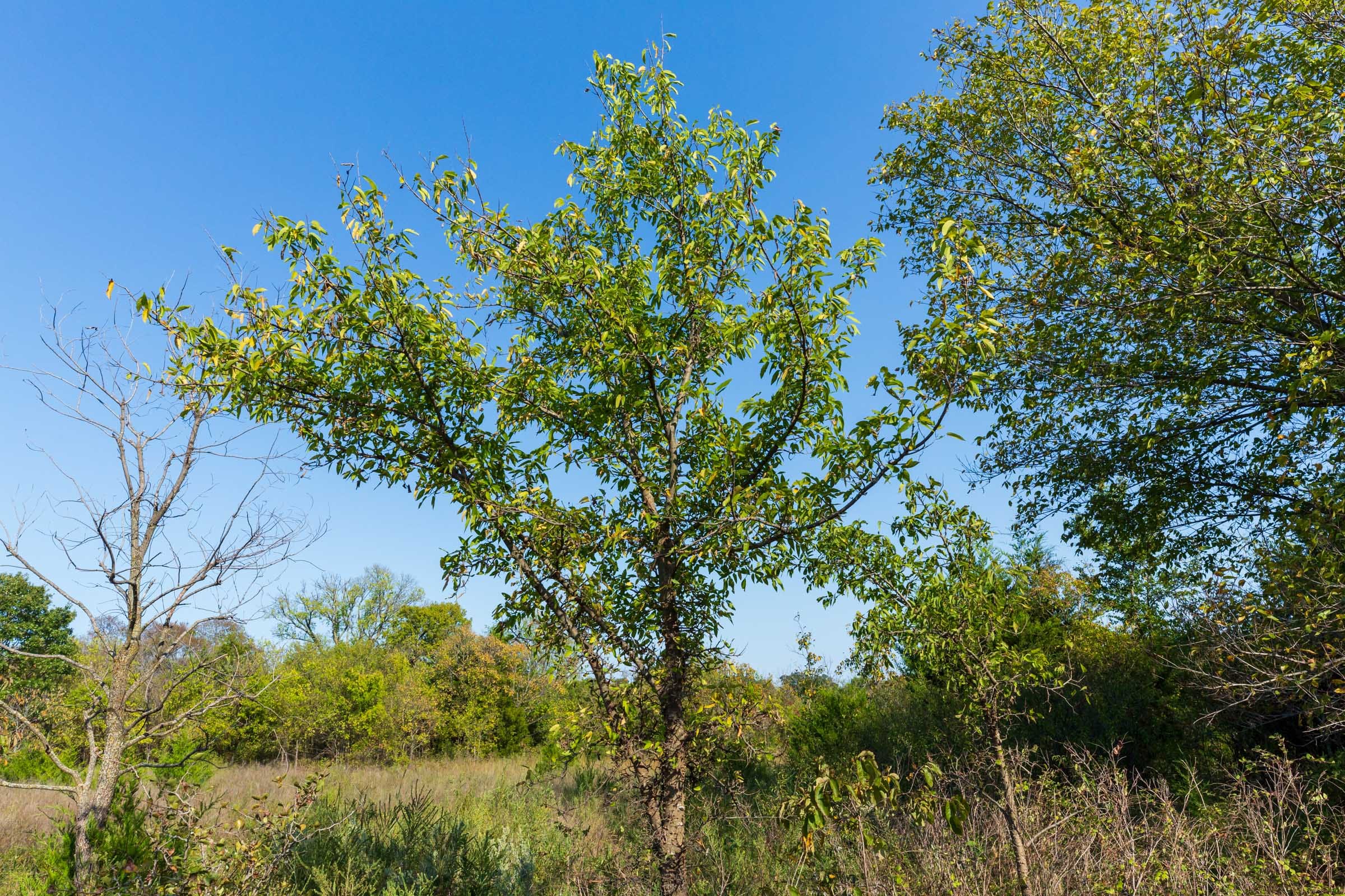 Canyon Creek Tract 20 photo 4