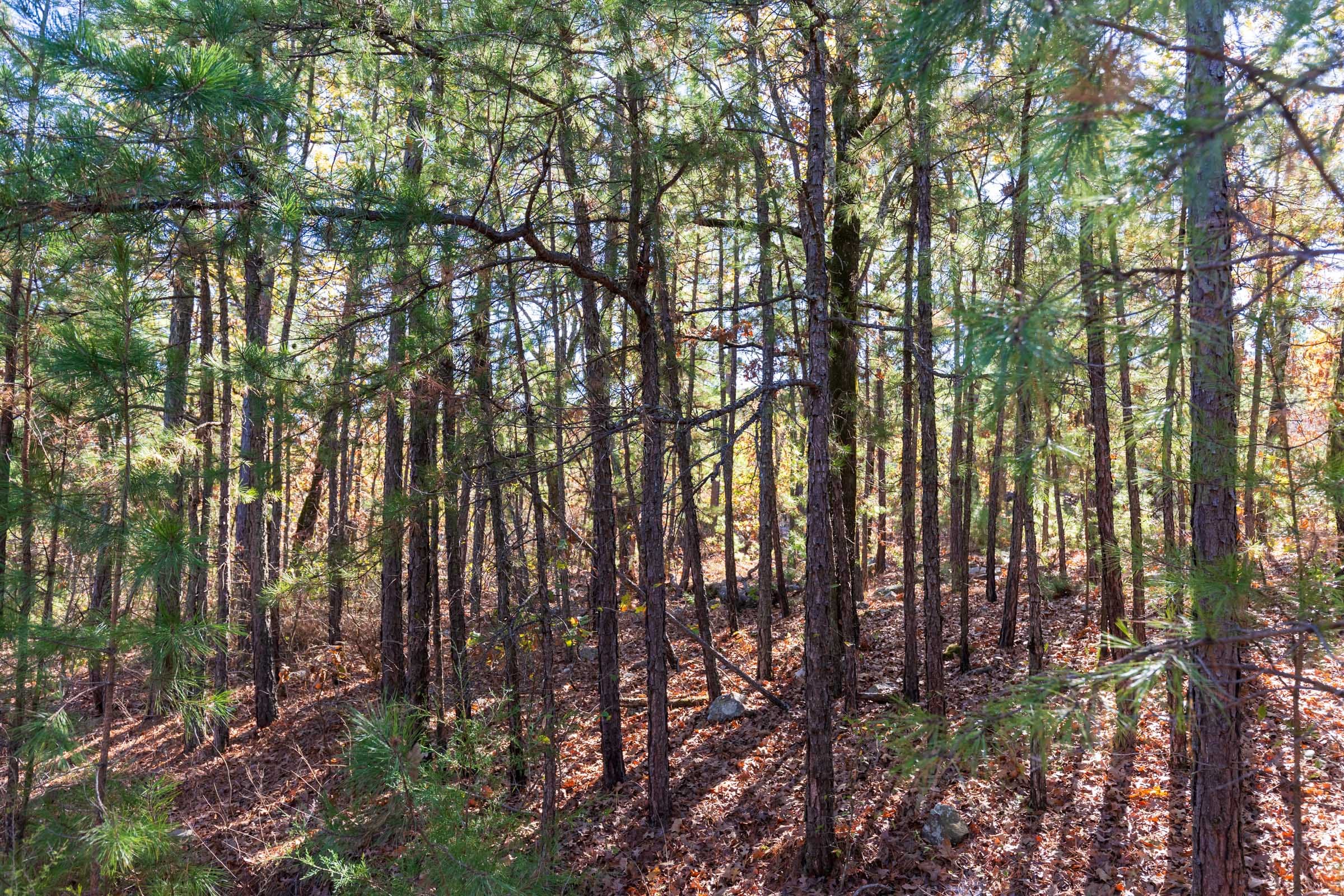 Stone Bridge Reserve Tract 25 photo 10