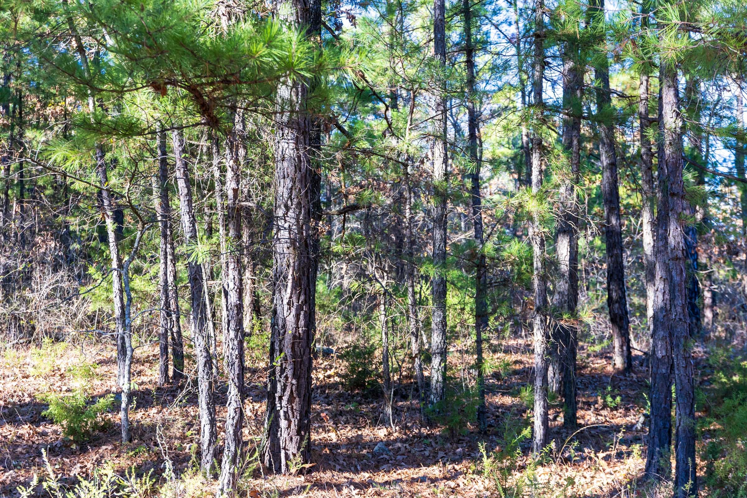 Stone Bridge Reserve Tract 25 photo 14