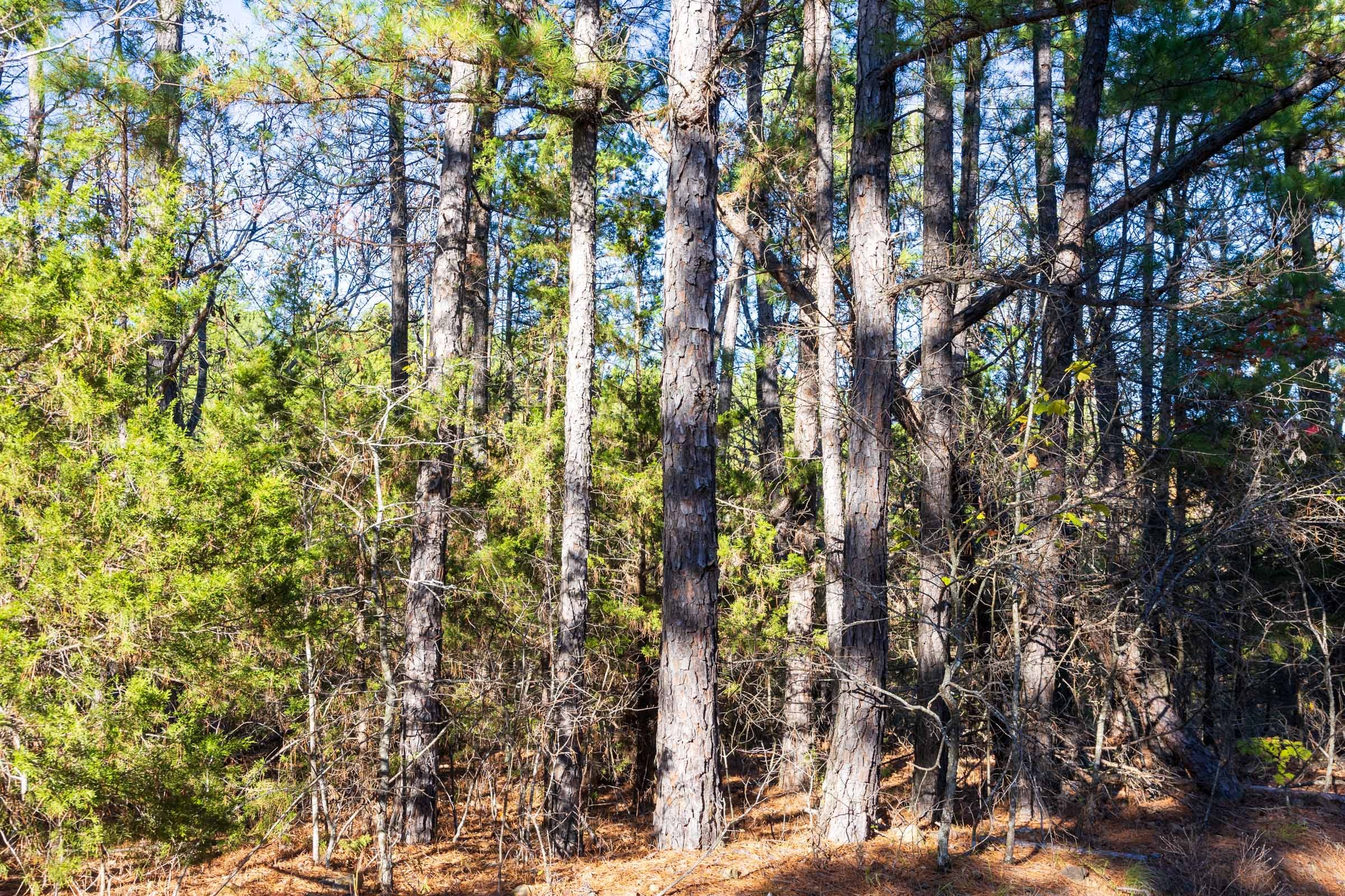 Stone Bridge Reserve Tract 25 photo 8