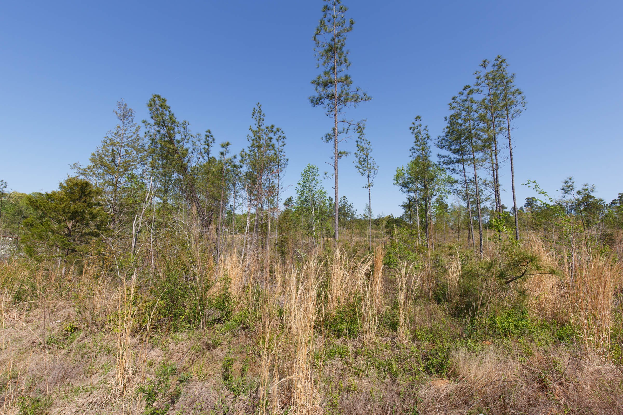 Twin Rivers Tract 3 photo 5