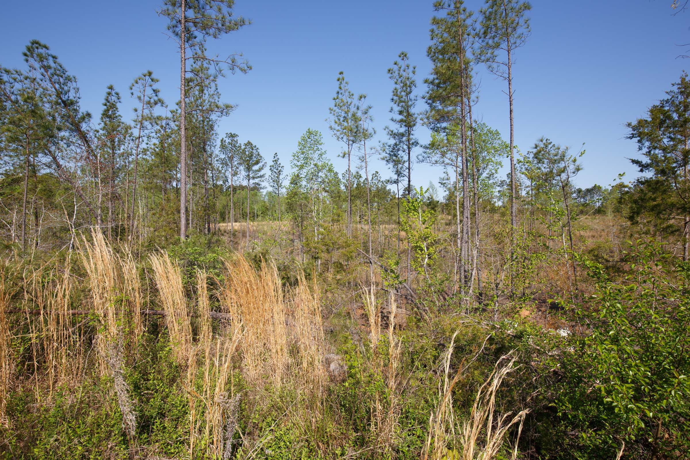 Twin Rivers Tract 3 photo 3