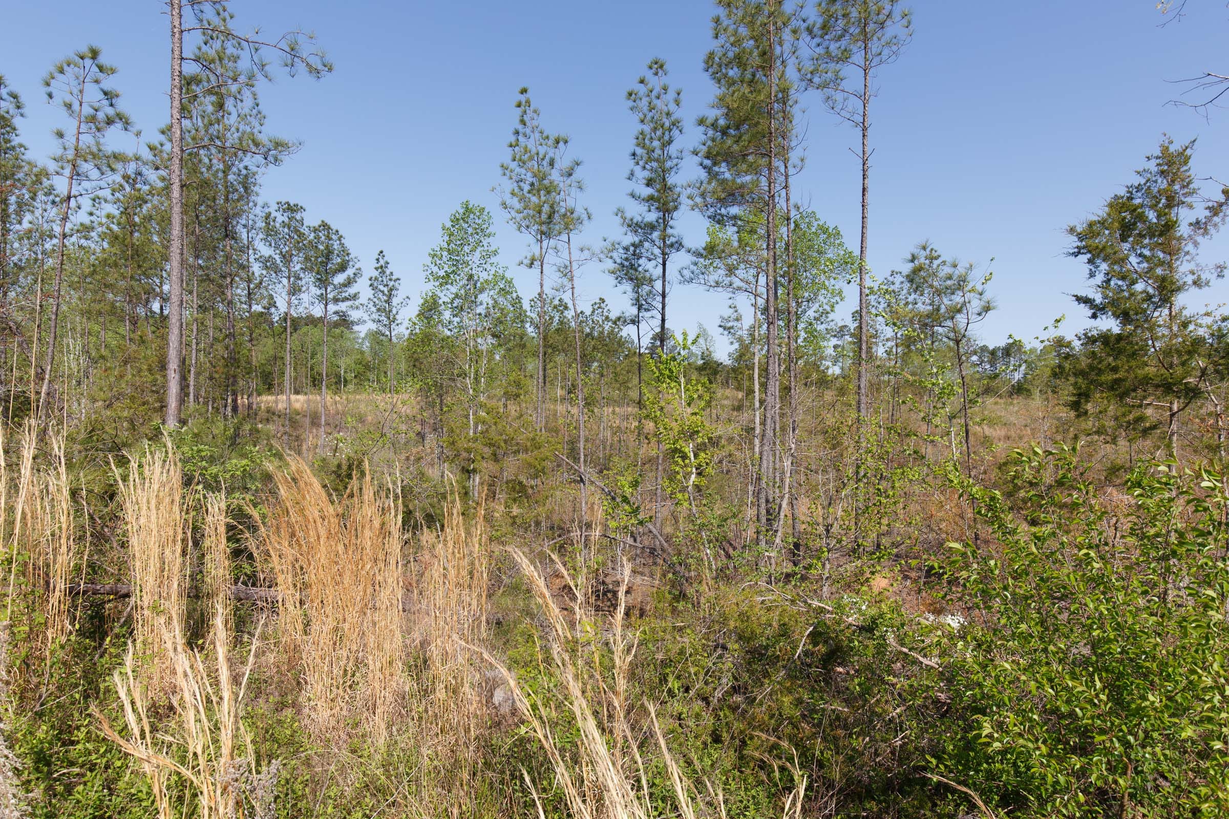 Twin Rivers Tract 3 photo 7