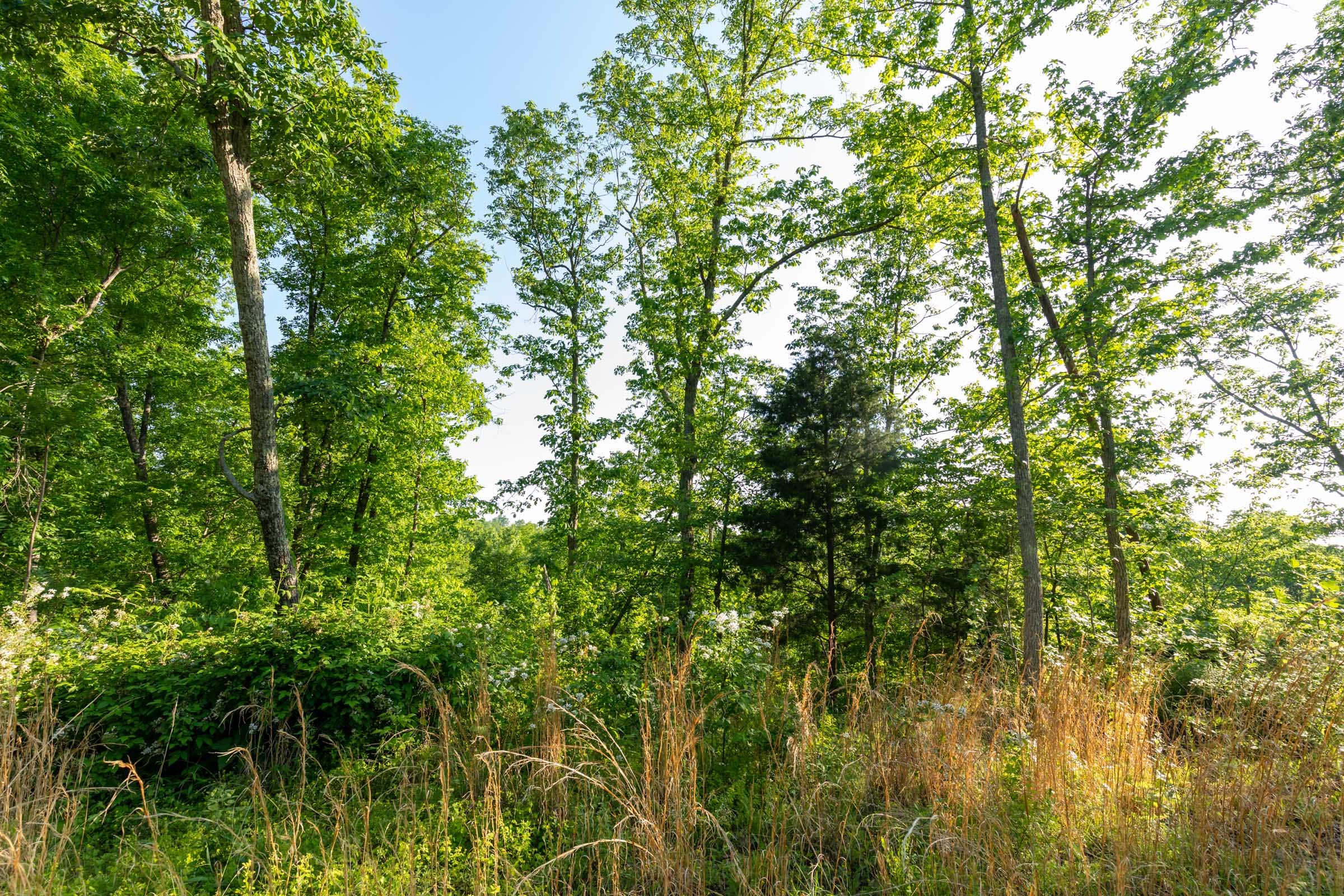 Cedar Creek Tract 55 photo 3