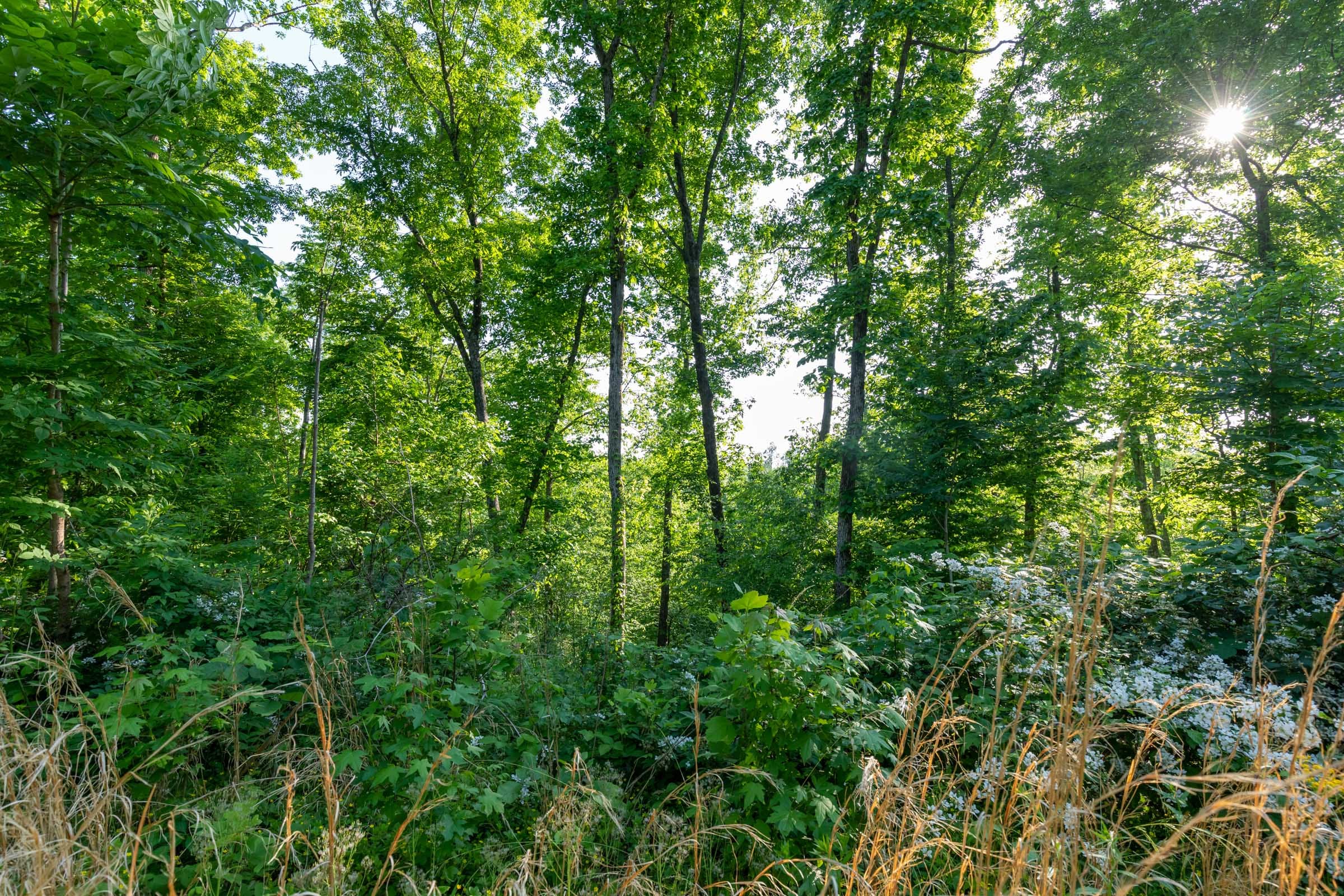Cedar Creek Tract 55 photo 5
