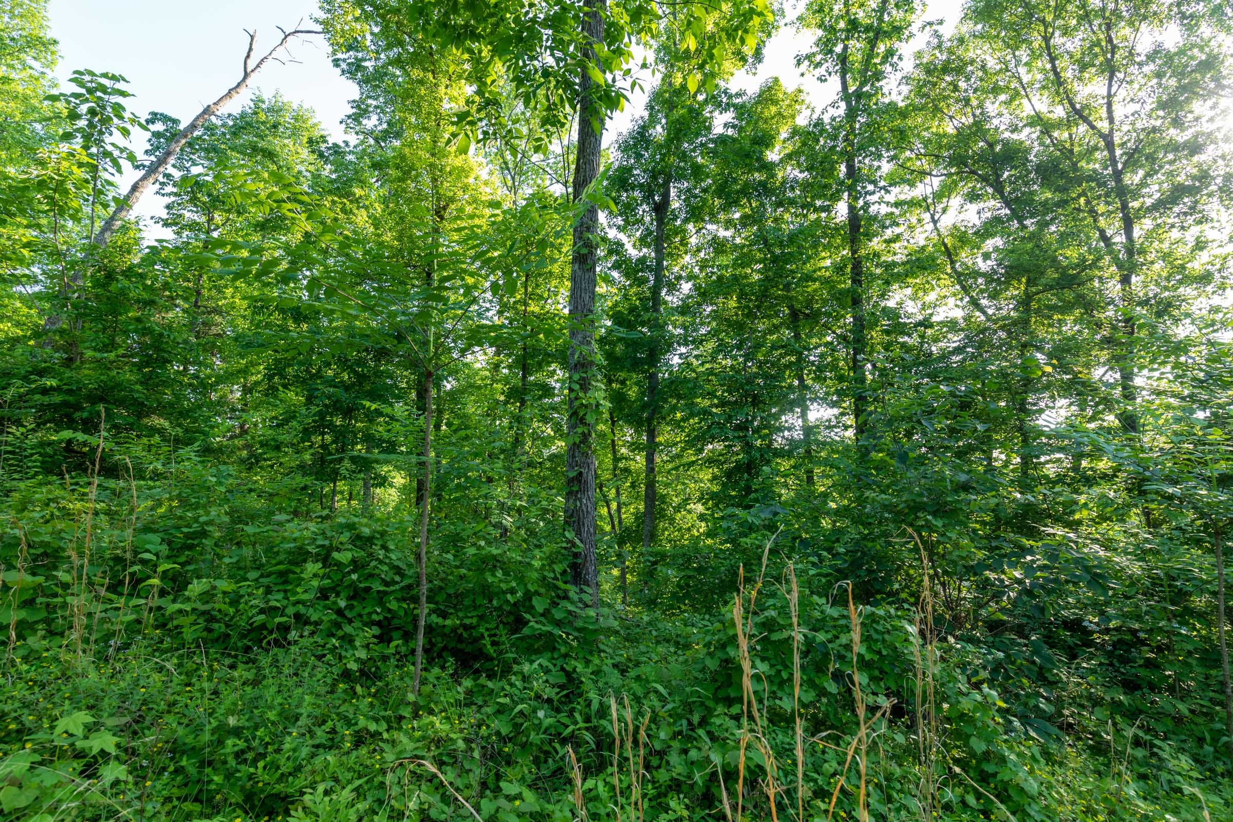 Cedar Creek Tract 55 photo 4