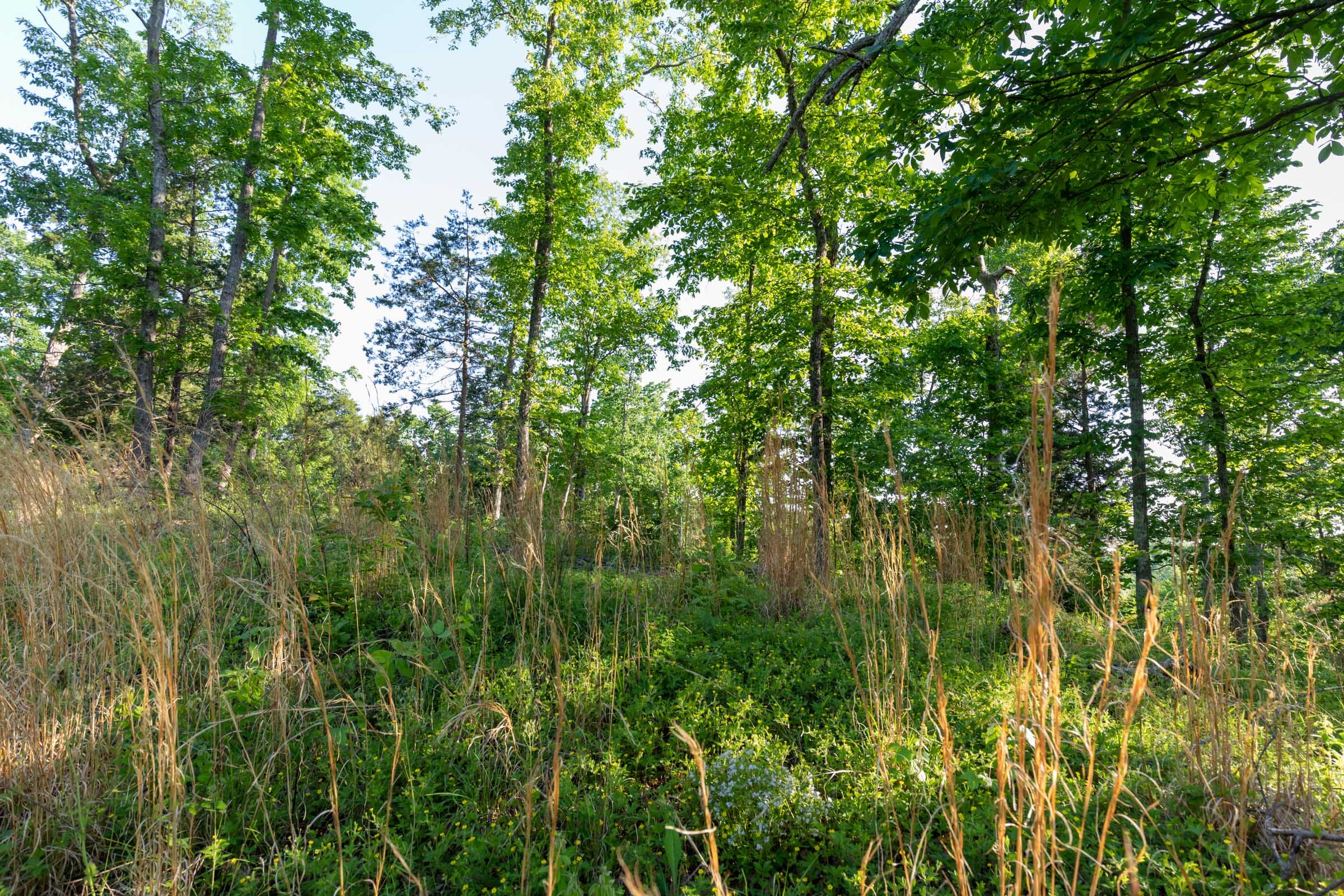 Cedar Creek Tract 55 photo 8