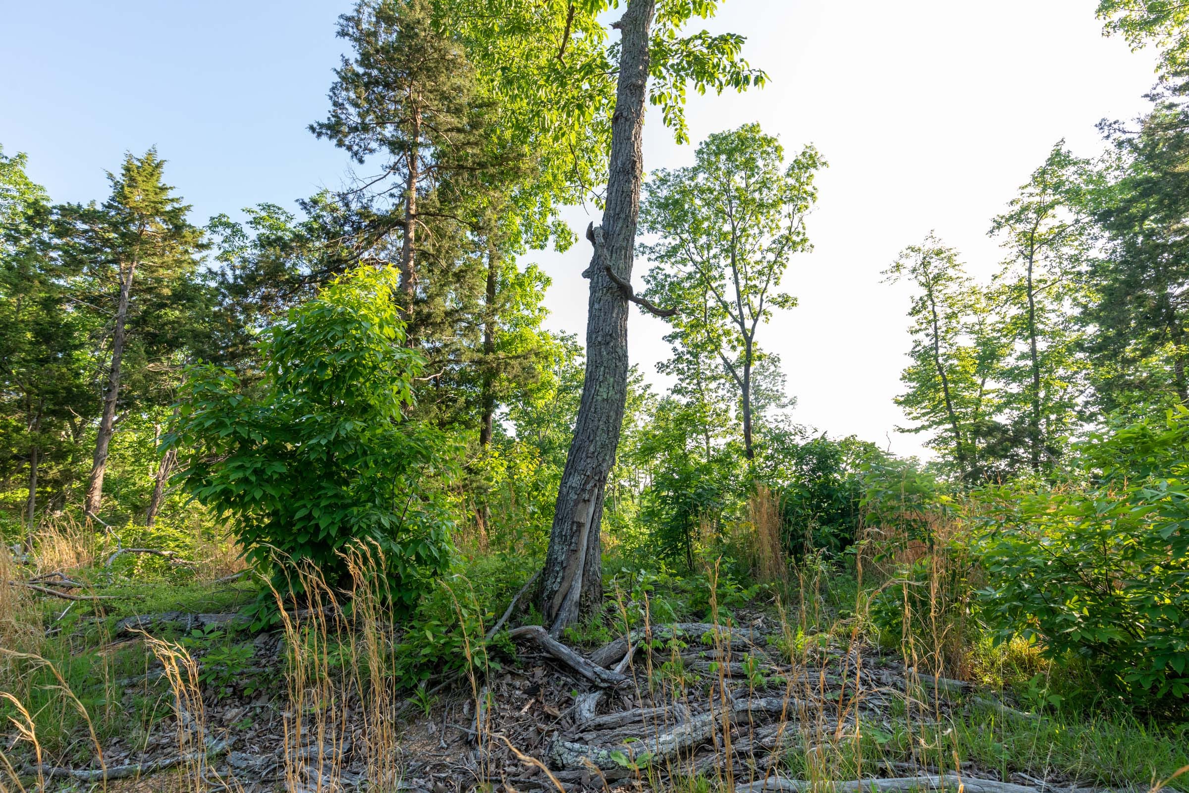 Cedar Creek Tract 55 photo 9