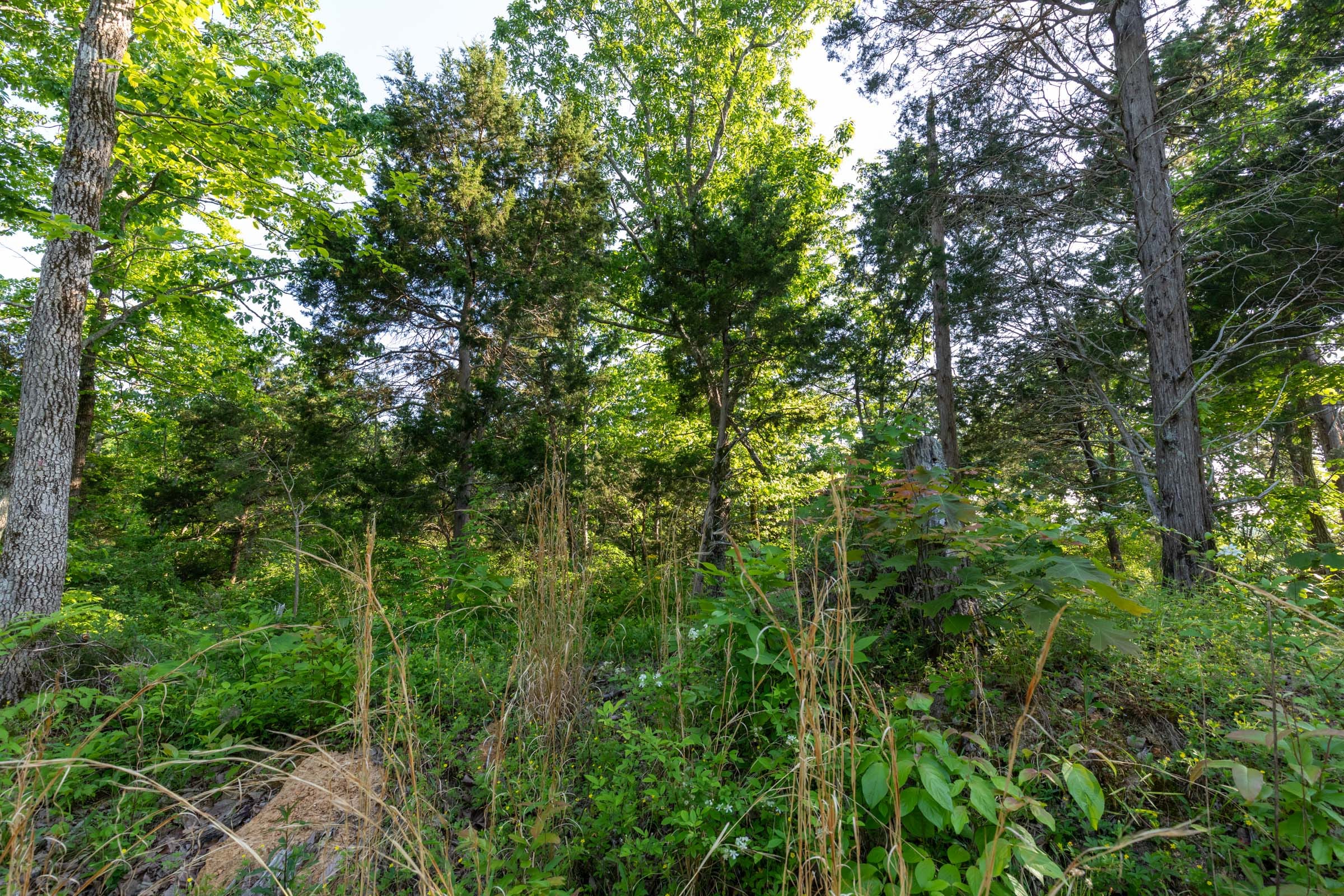 Cedar Creek Tract 55 photo 10