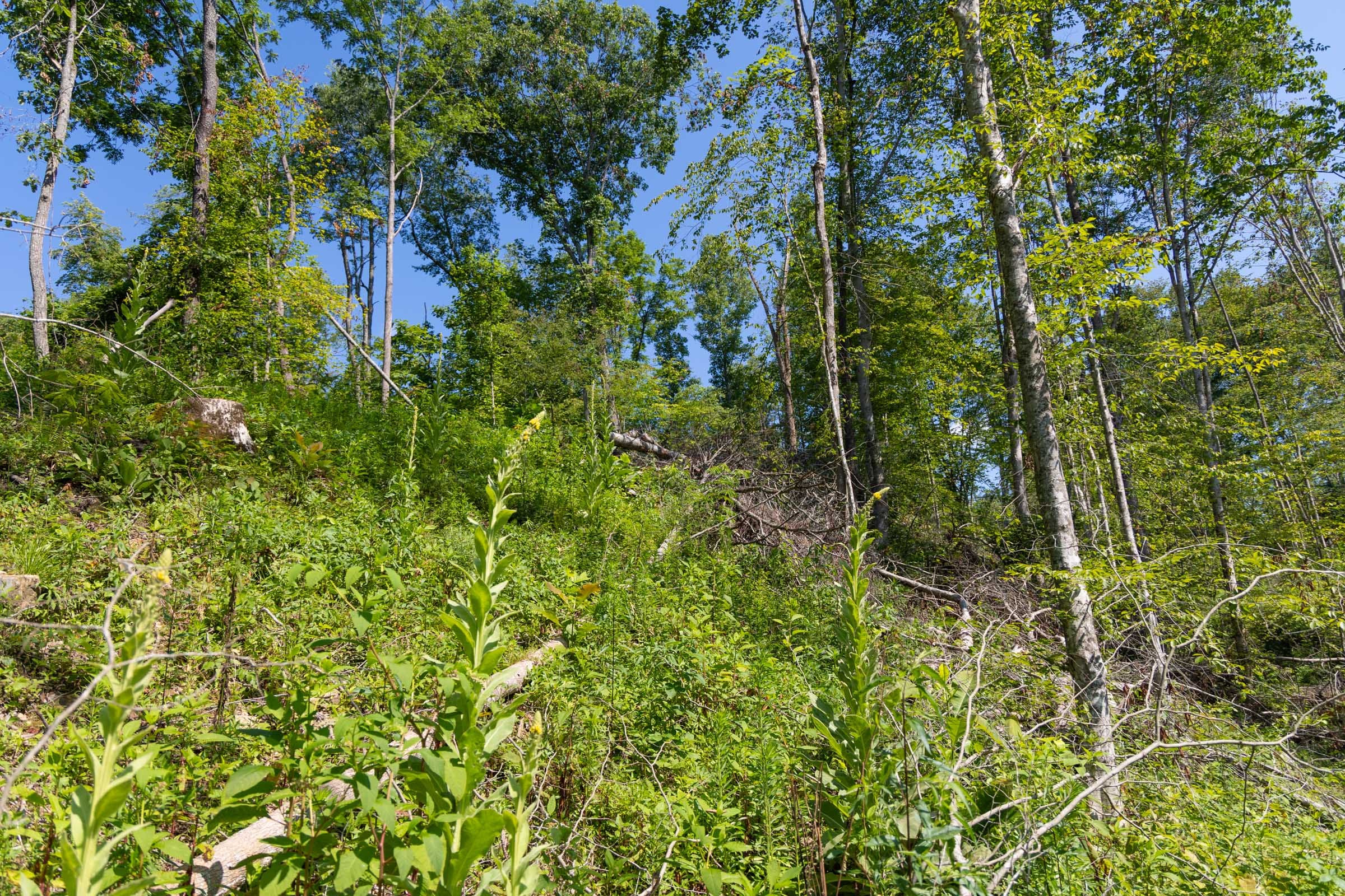 Creek Hollow Phase II Tract 74 photo 17